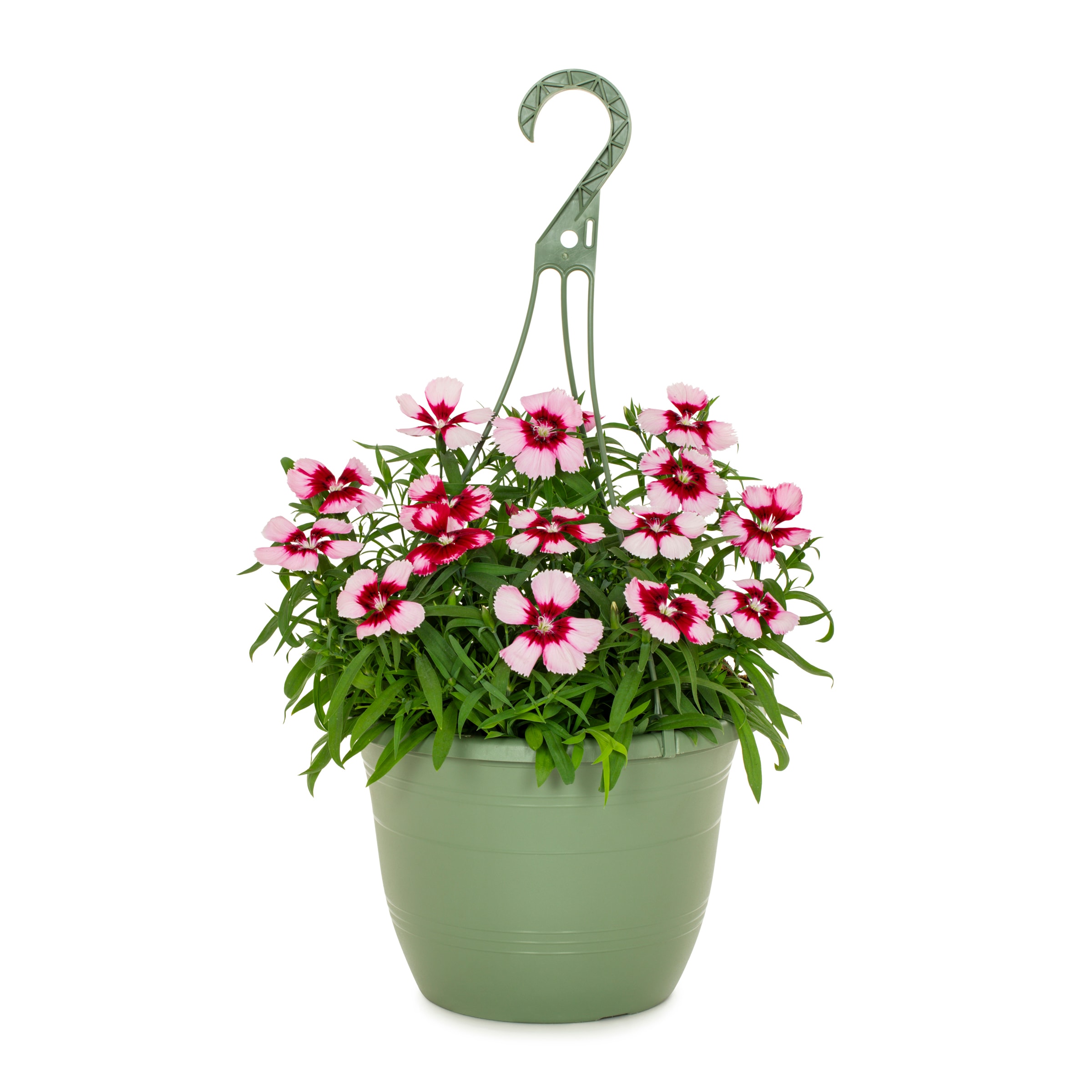 Lowe's NURSERY Multicolor Dianthus in 1.5-Gallon Hanging Basket