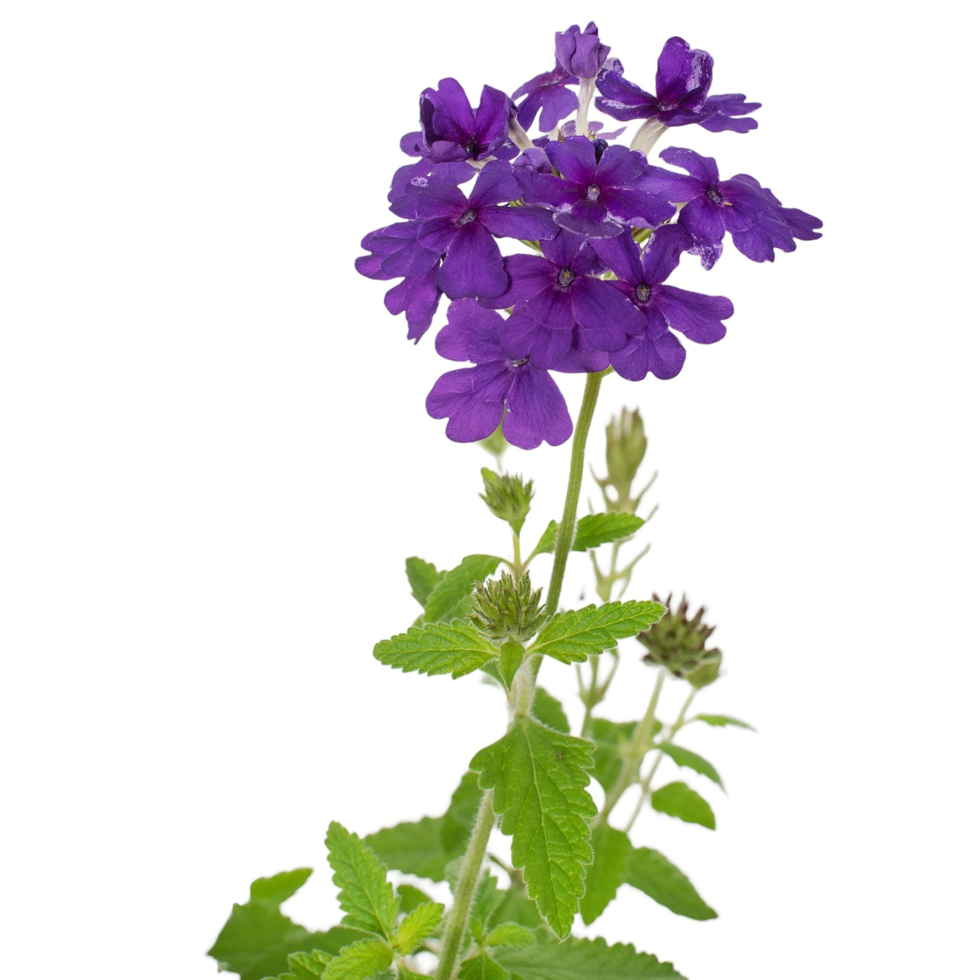 National Plant Network Purple Endurascape Dark Blue Plant in 2.5-Quart ...