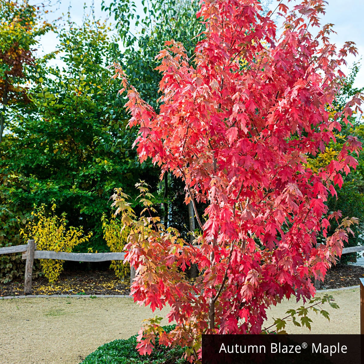 Spring Hill Nurseries Shade Tree Autumn Blaze Maple Dormant Starter Bareroot In The Trees 