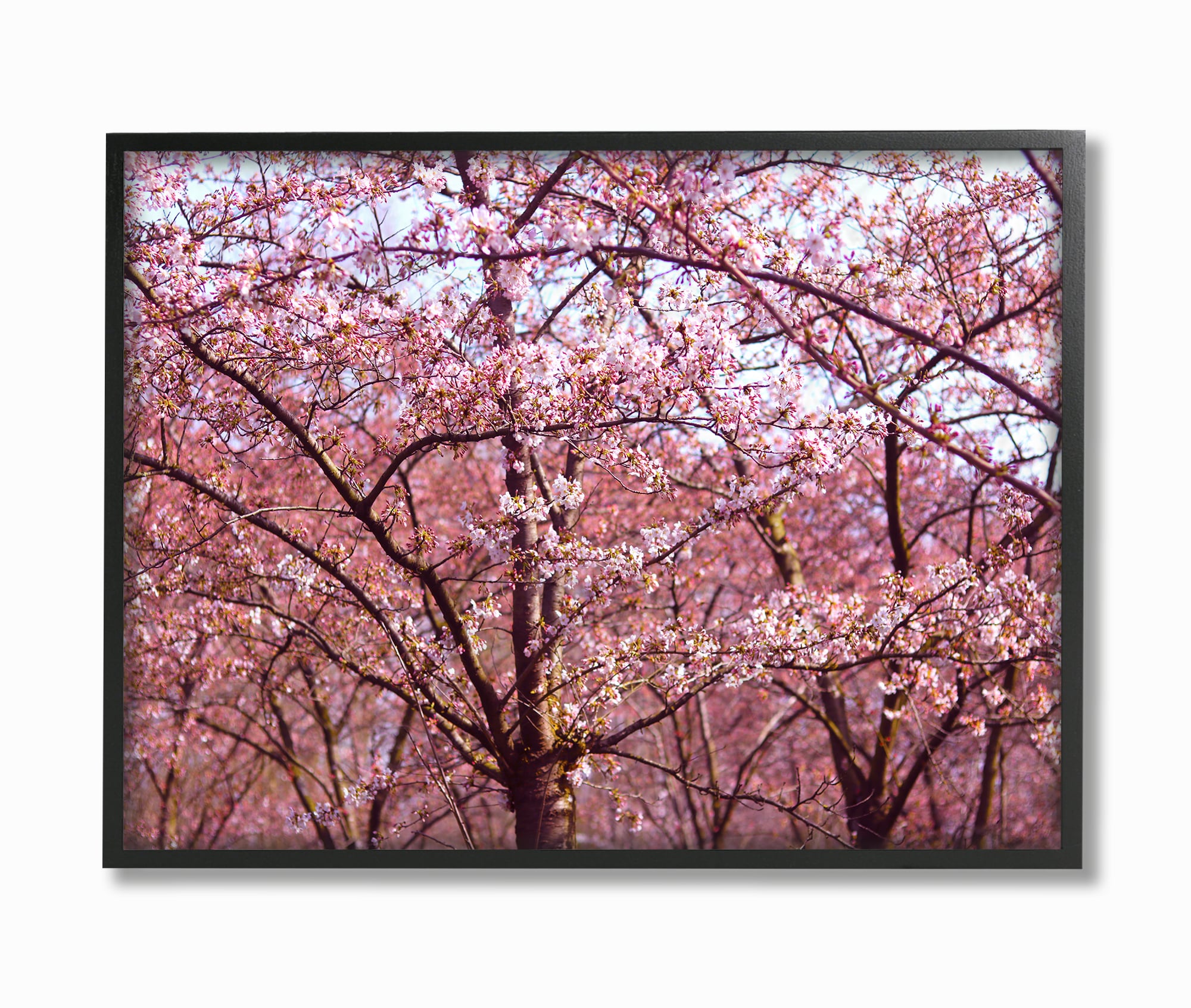 Pink Cherry Blossom Tree Sky View Canvas Prints Painting Wall Art Decor Picture 