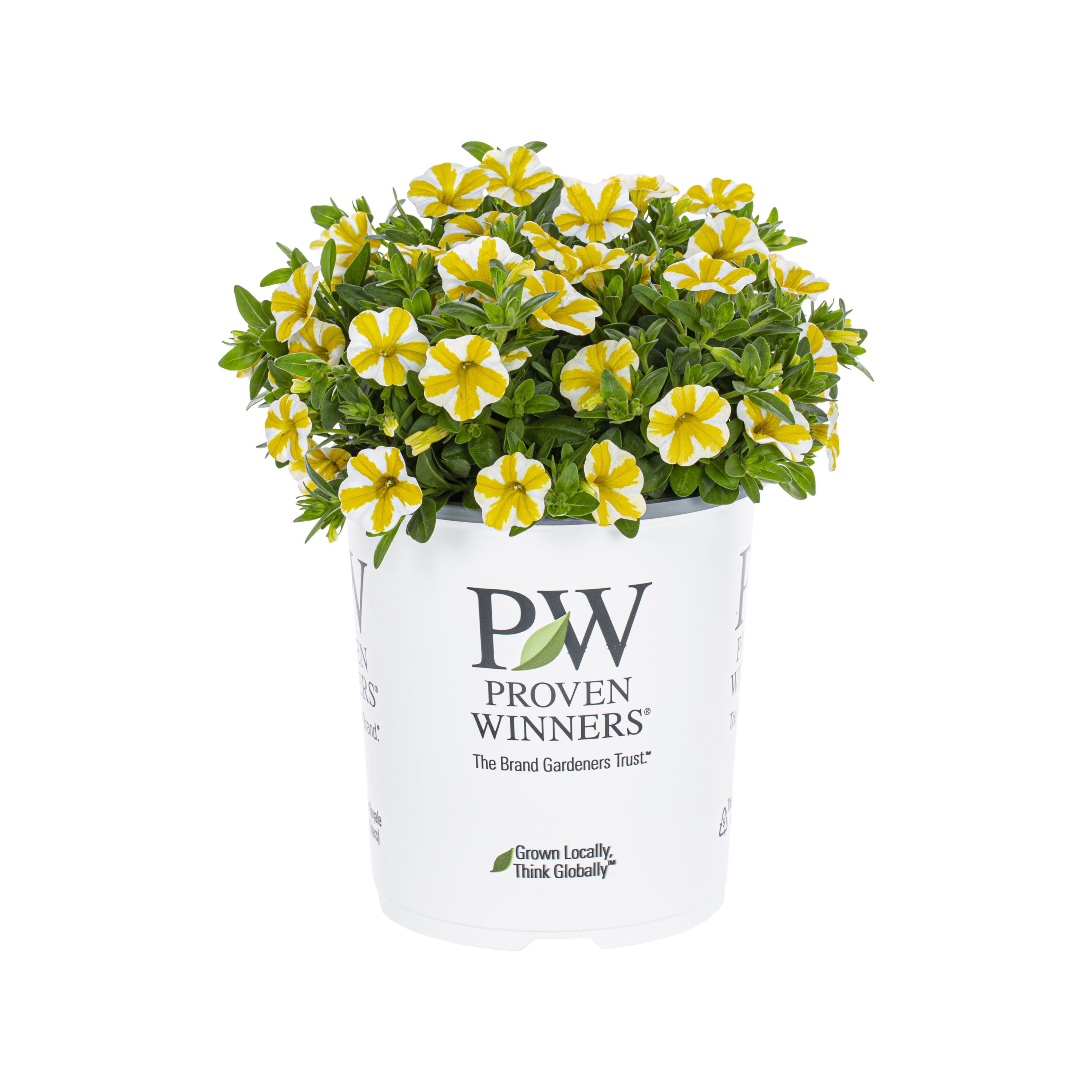 Proven Winners 4790 annuals - View #2