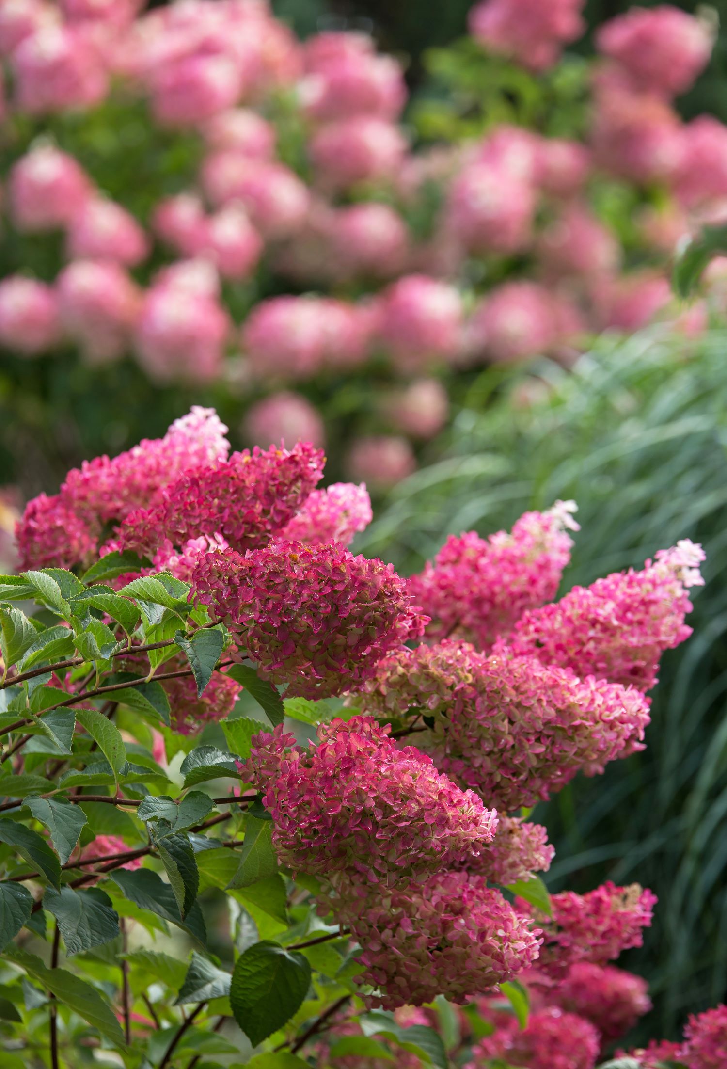 First Editions O45992F shrubs - View #2