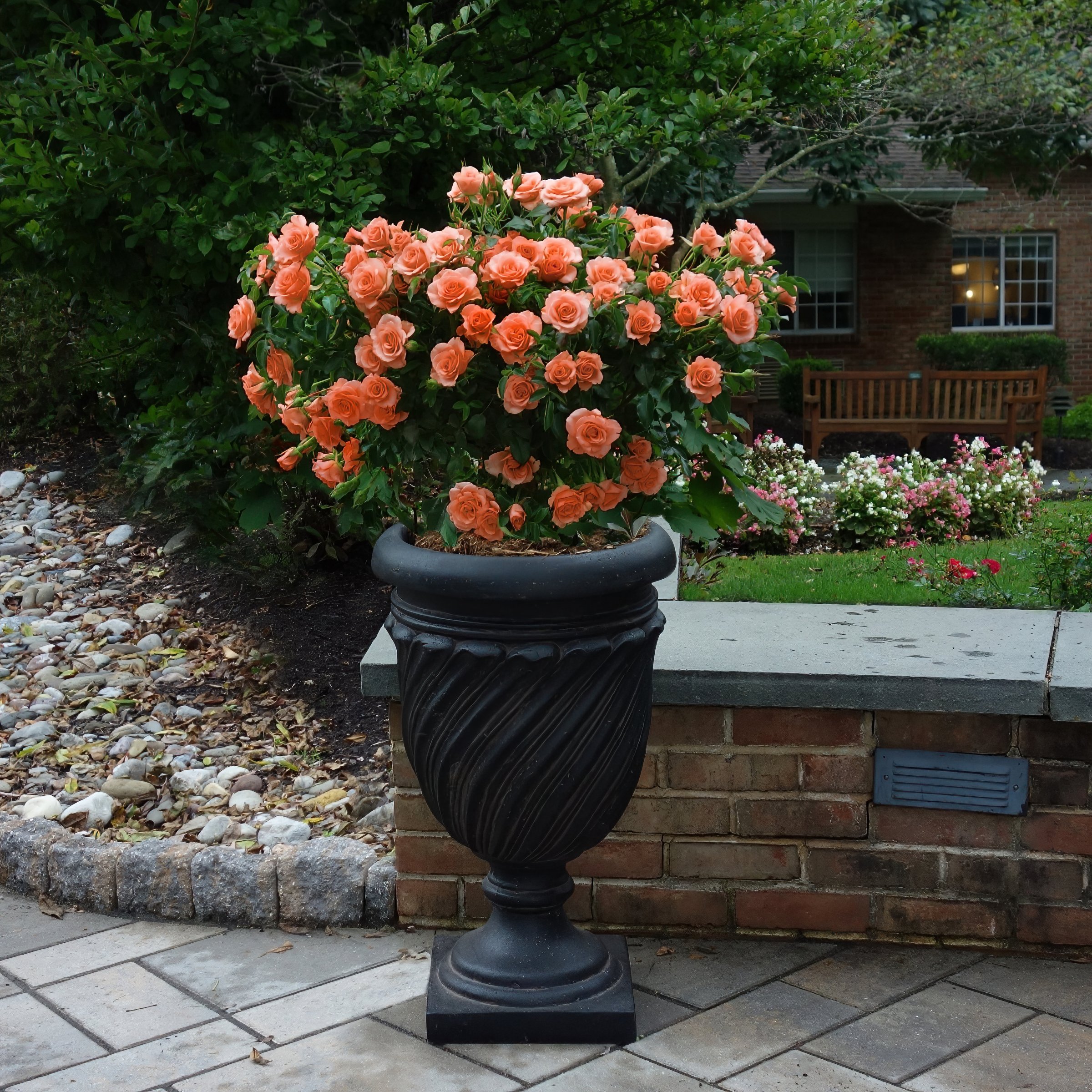 National Plant Network LW2595 roses - View #5