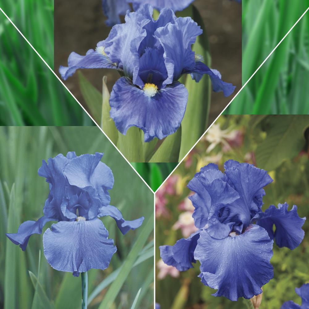 Breck's Blue Victoria Falls Reblooming Iris Perennial Plant in 1-Pack  Bareroot in the Perennials department at