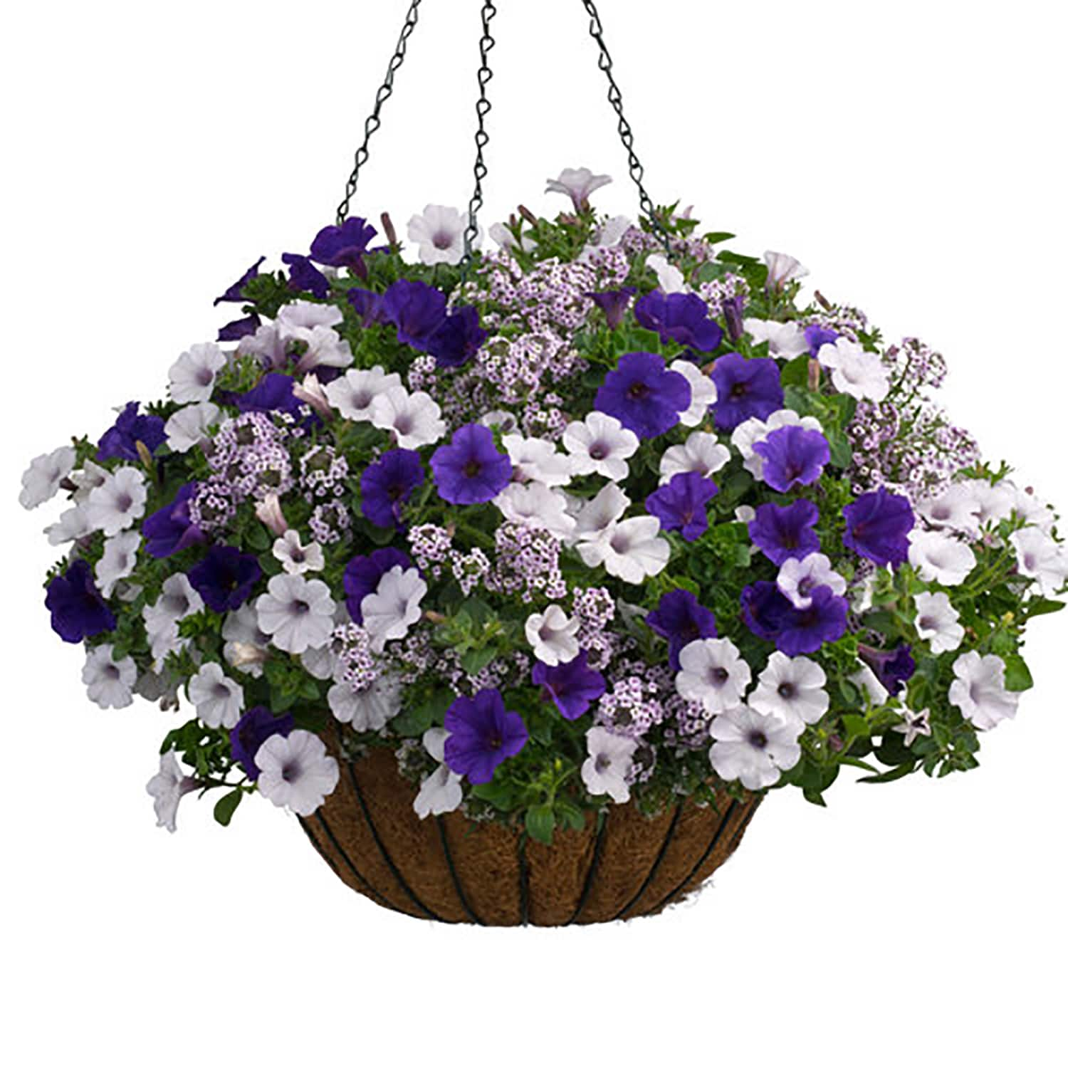 Proven Winners Multicolor Combo in 3-Gallons Hanging Basket at Lowes.com