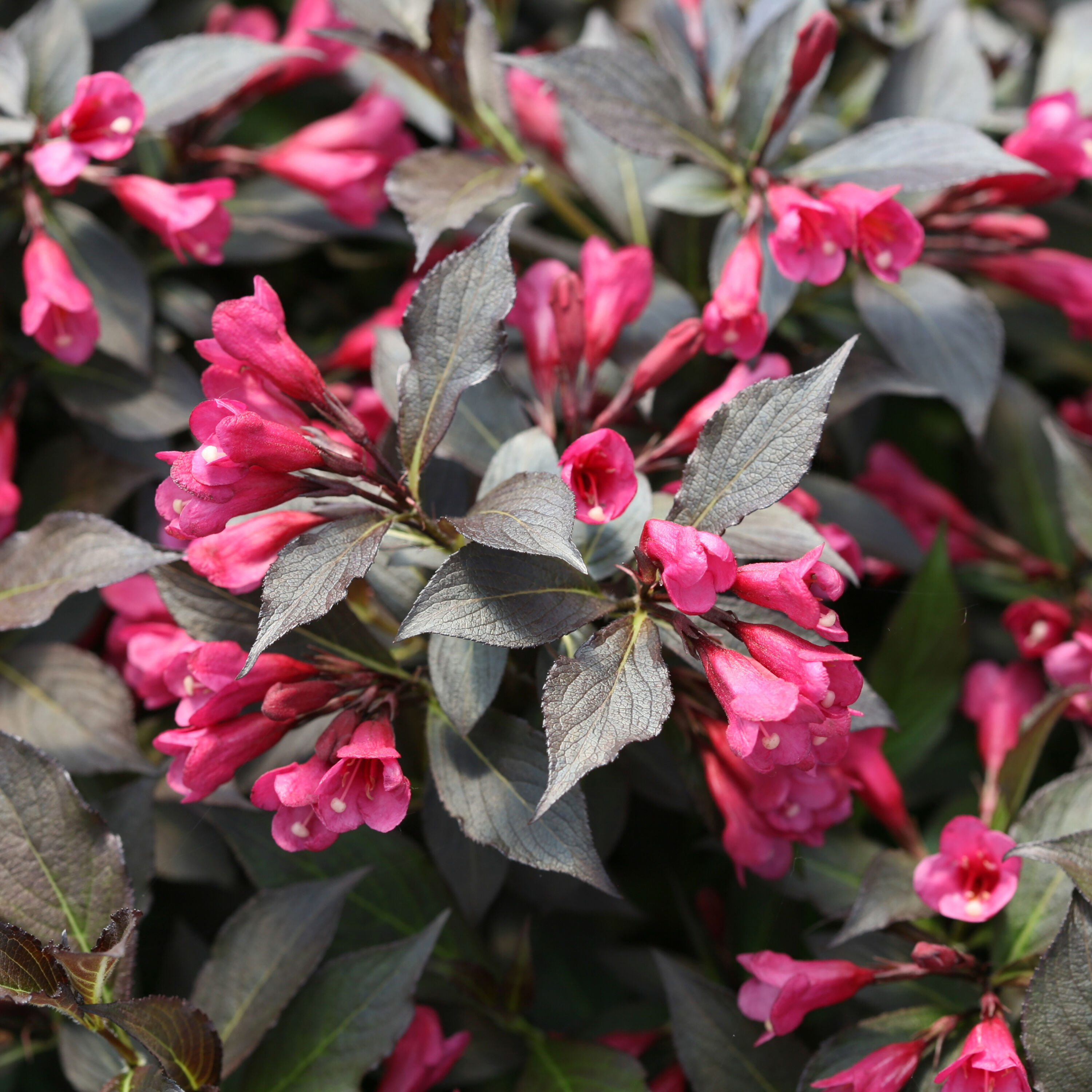 Proven Winners Spilled Wine Weigela Flowering Shrub in 1 -Quart Pot 1.0 -Pack with Pink Blooms