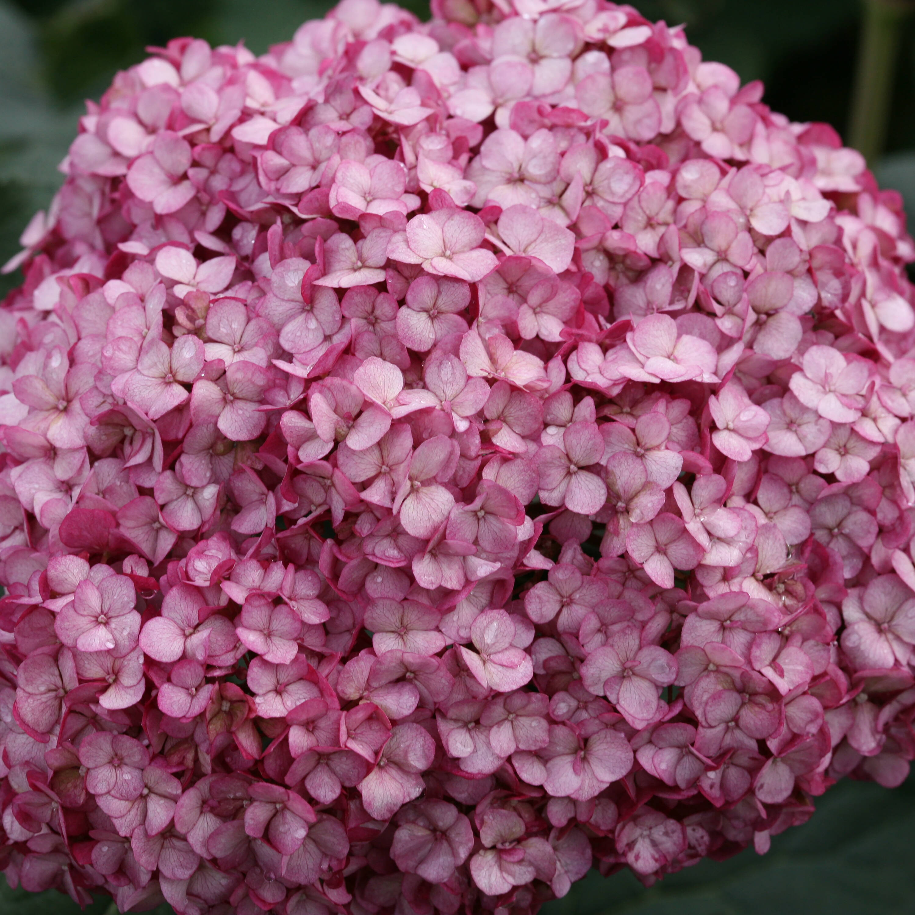 Proven Winners Invincibelle Mini Mauvette Smooth Hydrangea Flowering Shrub in 1 -Quart Pot 1.0 -Pack with Purple Blooms