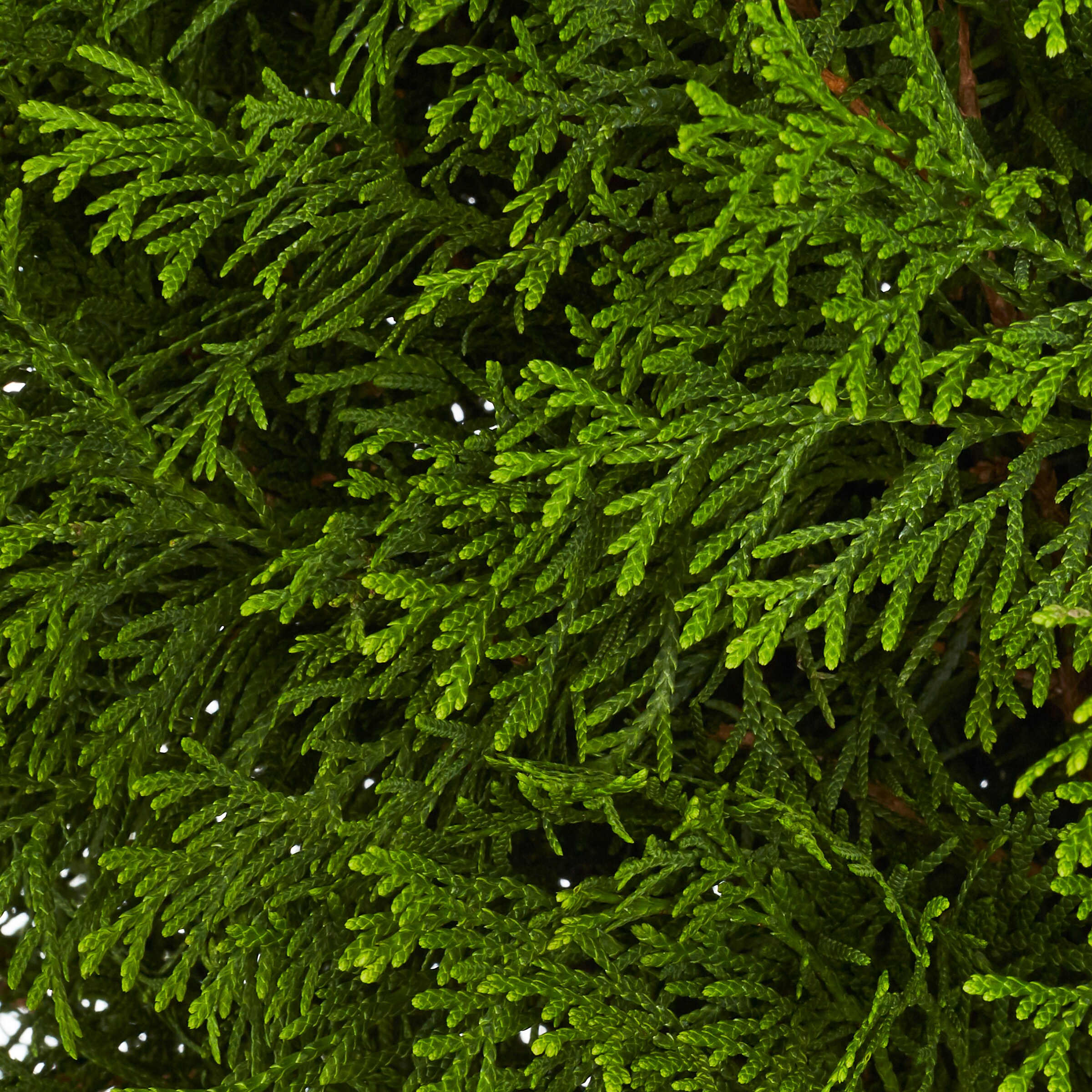 Lowe's 386327 shrubs - View #2