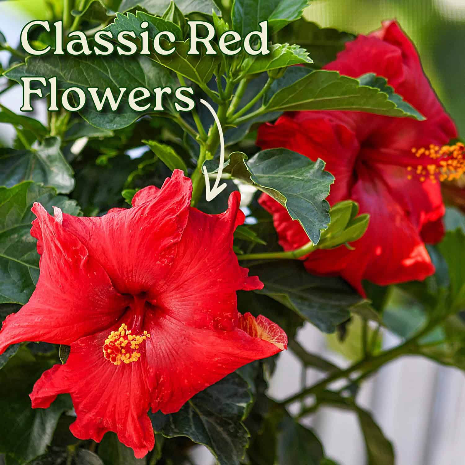 Tropical Plants of Florida 10HIBR annuals - View #2