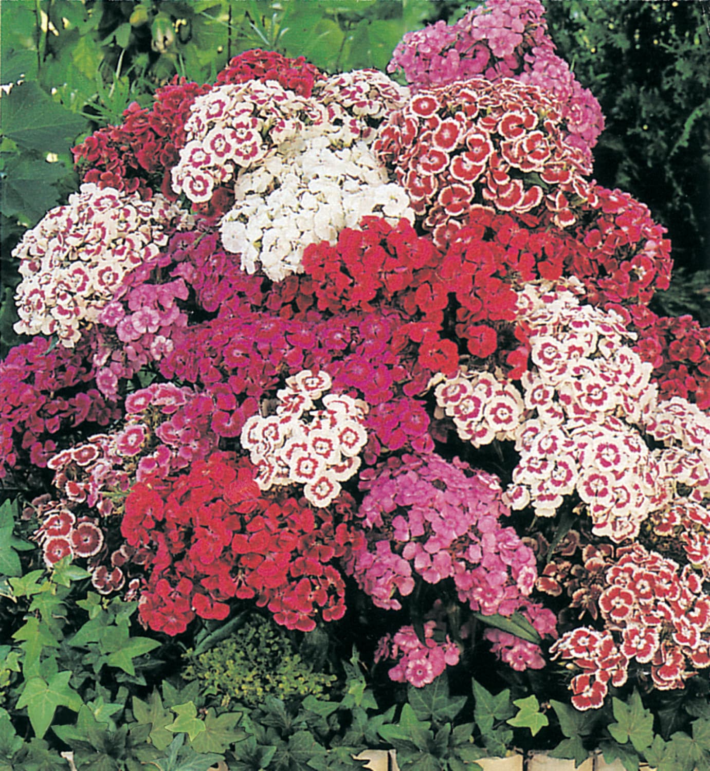 Gardens Alive! 93904 Multicolor Flowering Pinocchio Dianthus Plant in 1 -Quart Pot 1 -Pack