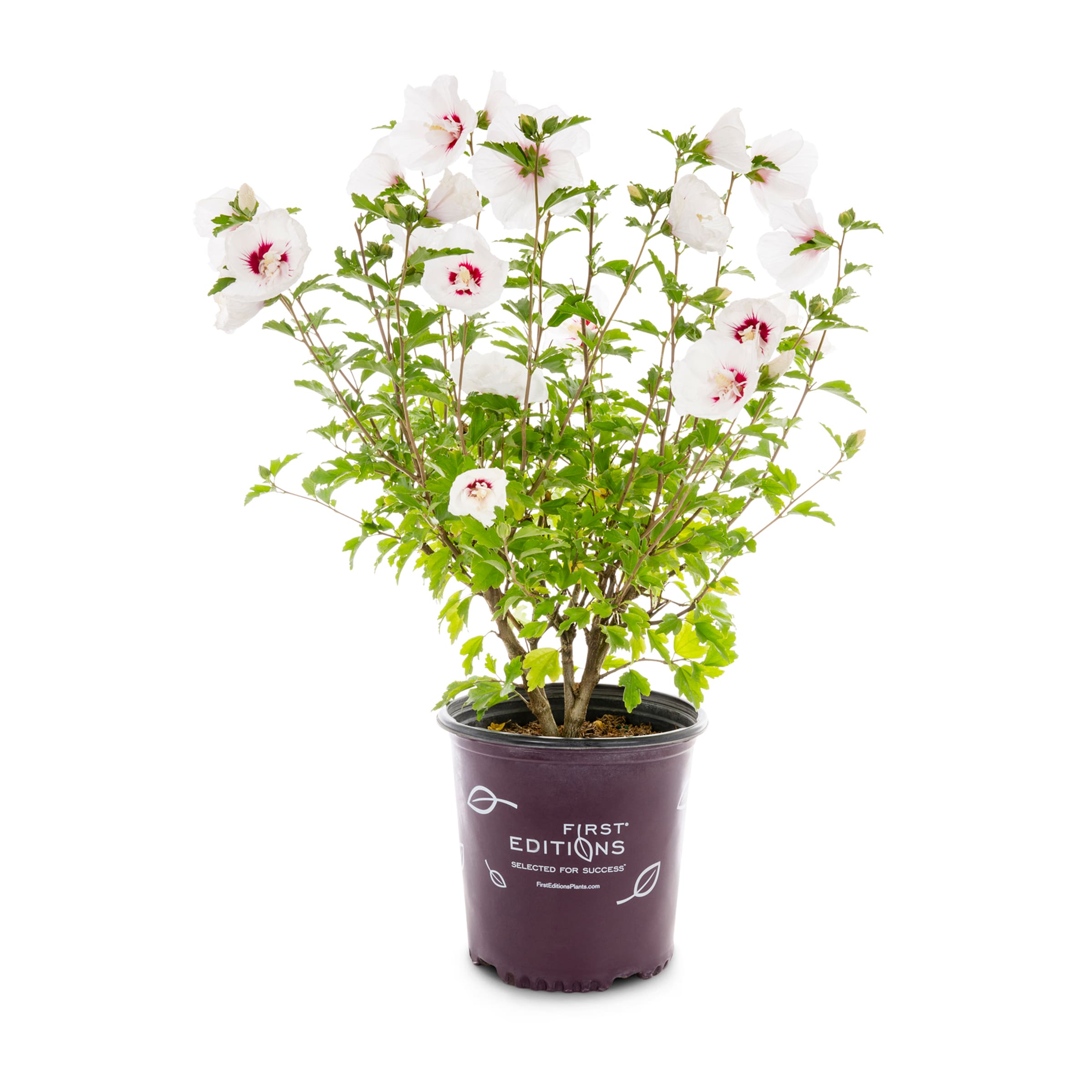 Lowe's Pink French Cabaret Hibiscus Flowering Shrub in 2-Gallon Pot in ...