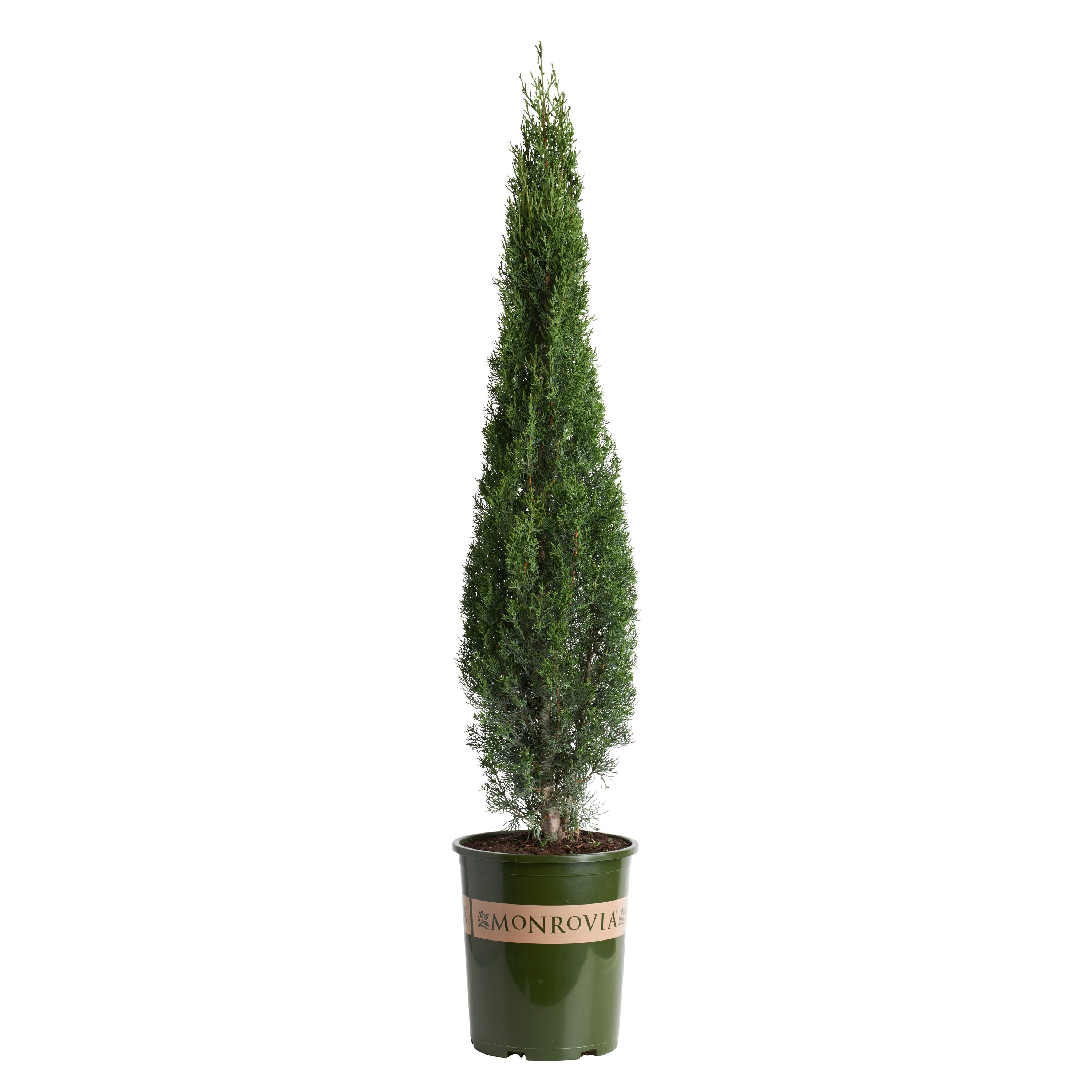 Blue Italian Cypress Plants, Bulbs & Seeds at Lowes.com