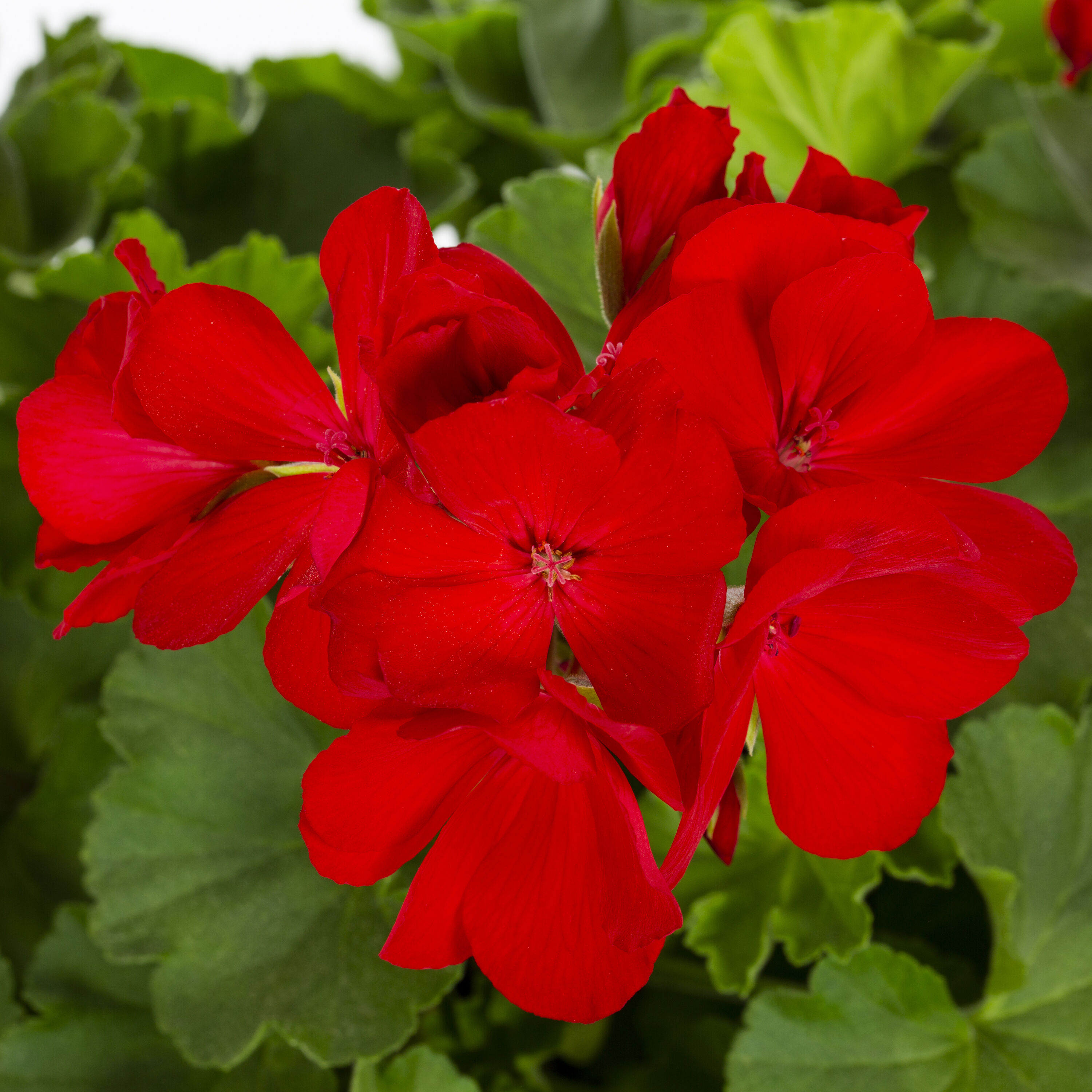 Lowe's NURSERY annuals - View #2