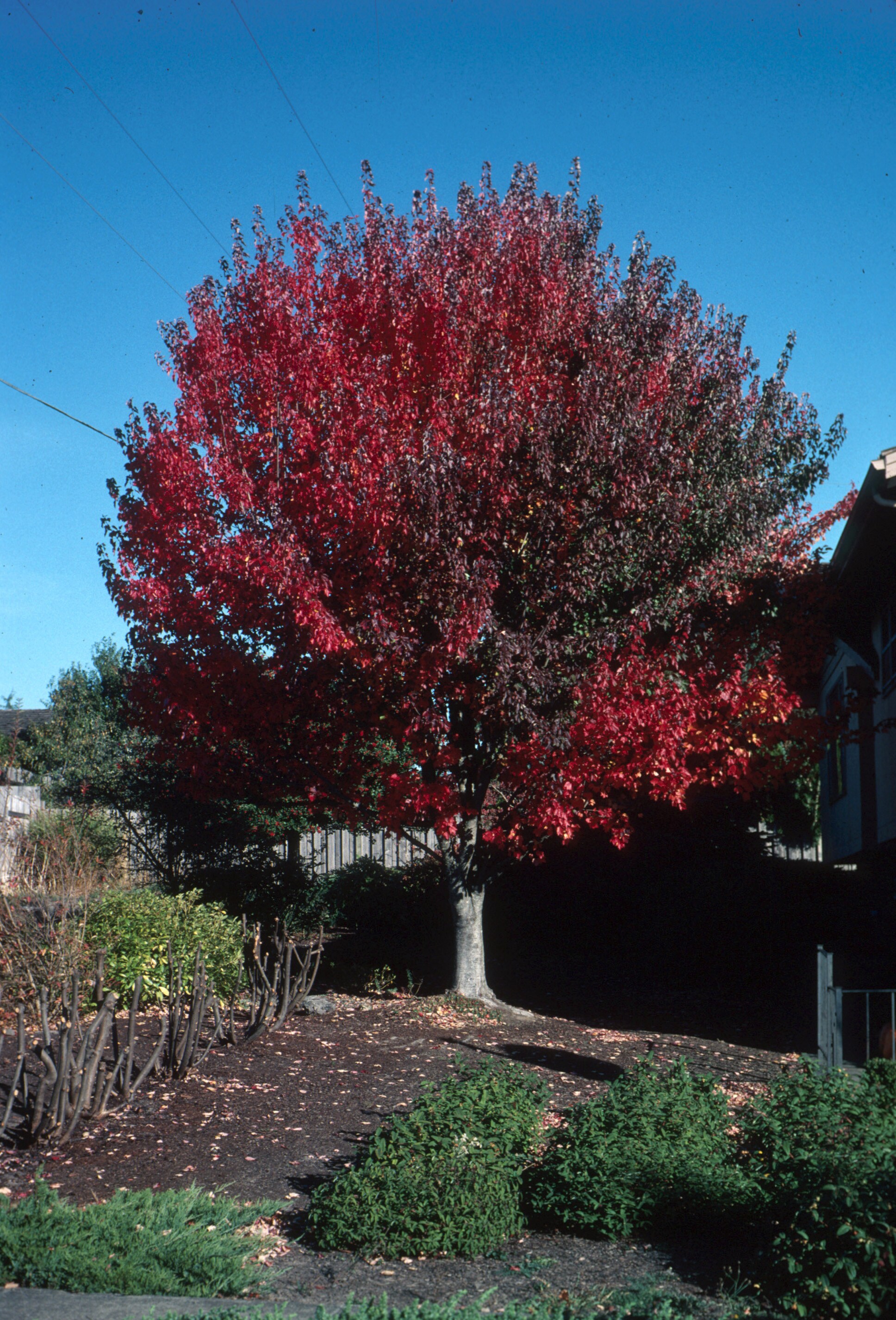 Lowe's ACERRS-T-15 trees - View #2