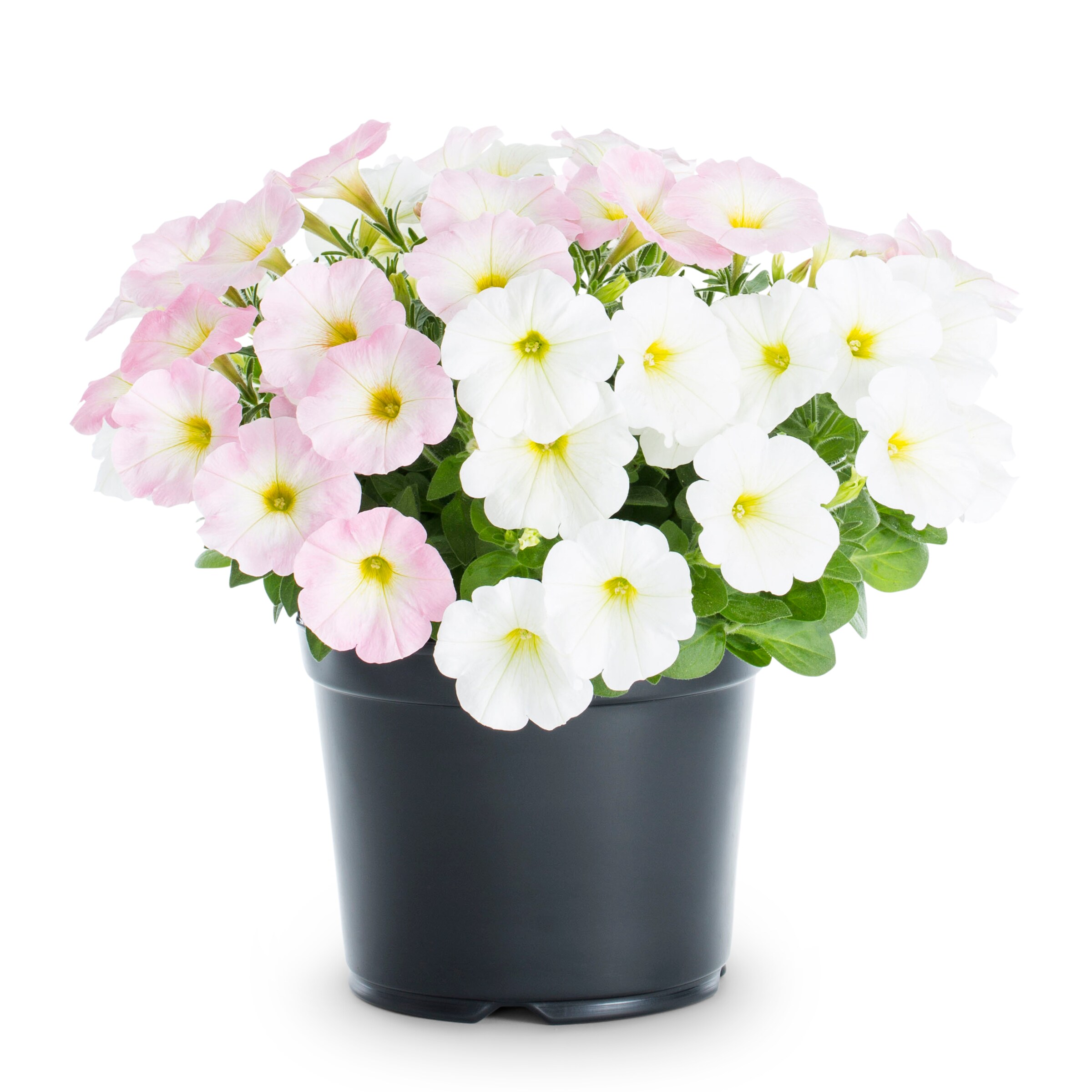 Ready Refill NURSERY Multicolor Mixed Annuals Combinations in 3-Quart Pot