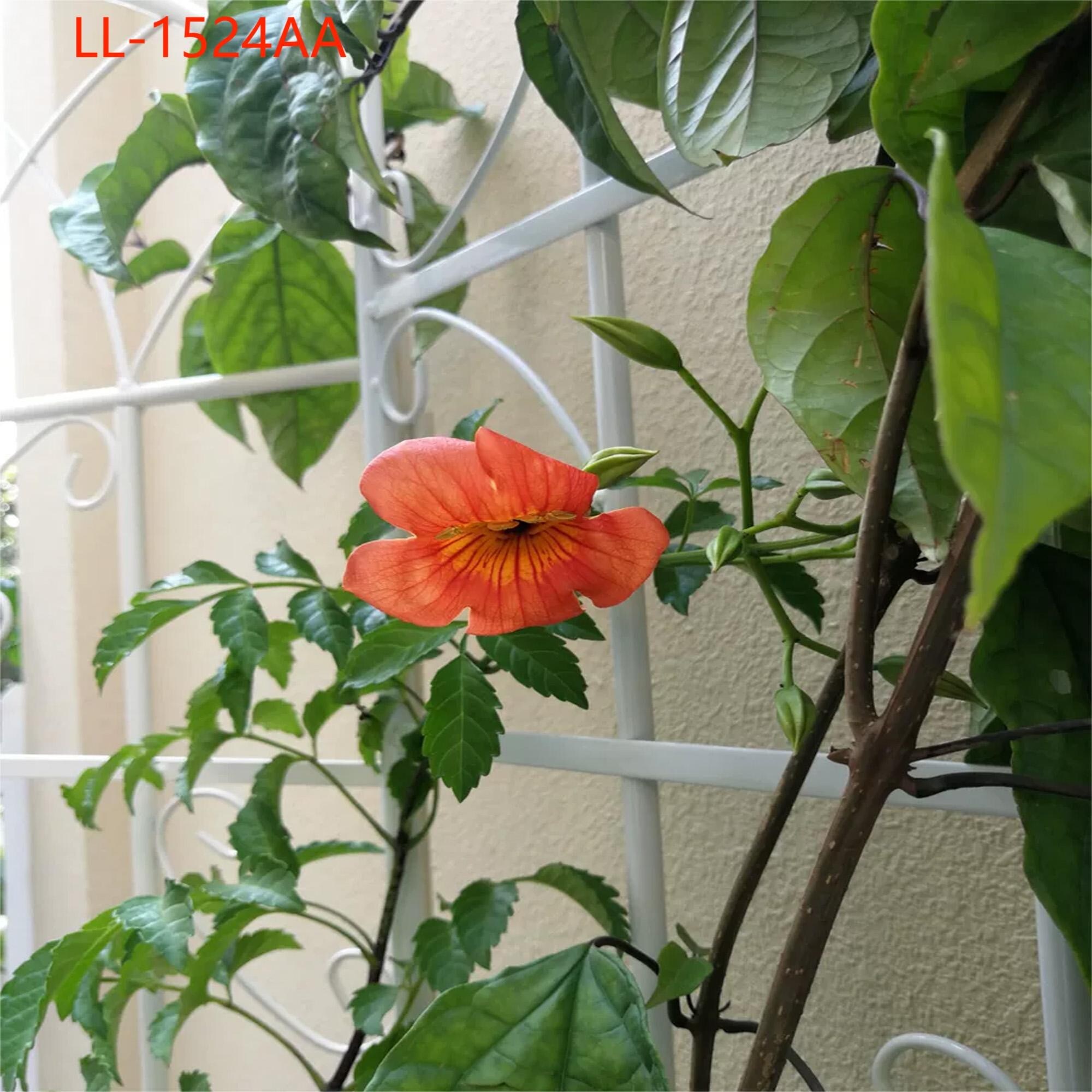 Yiekholo LL-1524AA Garden-Trellis - View #5