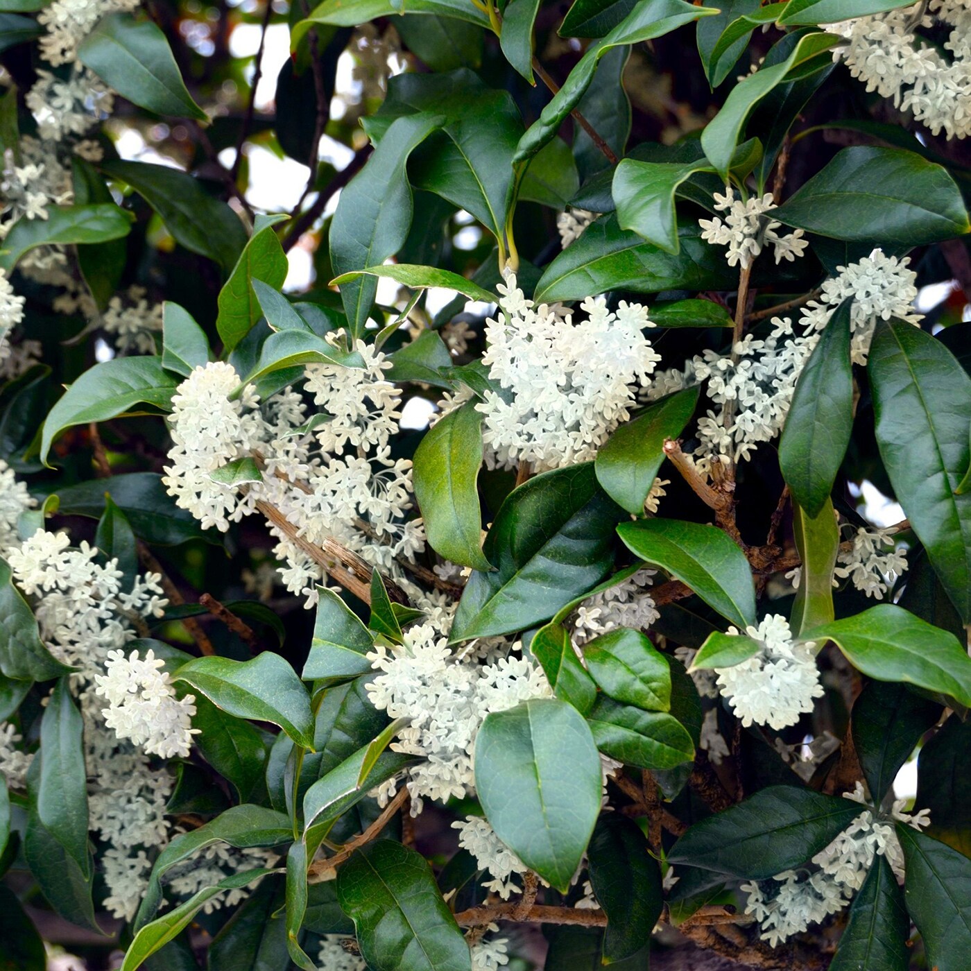 National Plant Network LW1102 shrubs - View #3