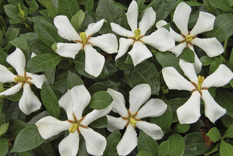 Lowe's White Gardenia Flowering Shrub In Pot (With Soil) in the