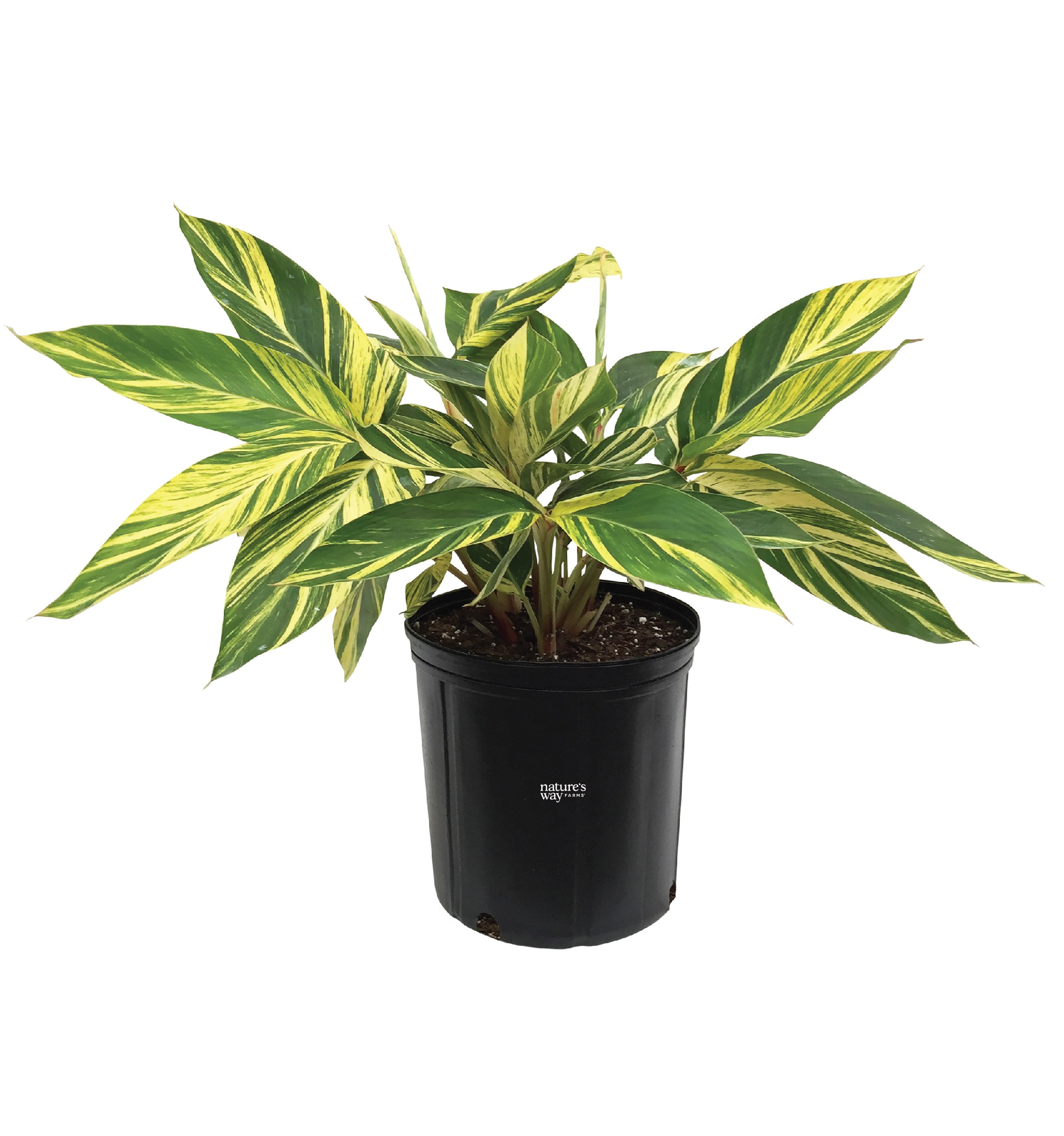  4000 White Variegated Ginger House plant in 10 Inch(es) Pot 1 -Pack
