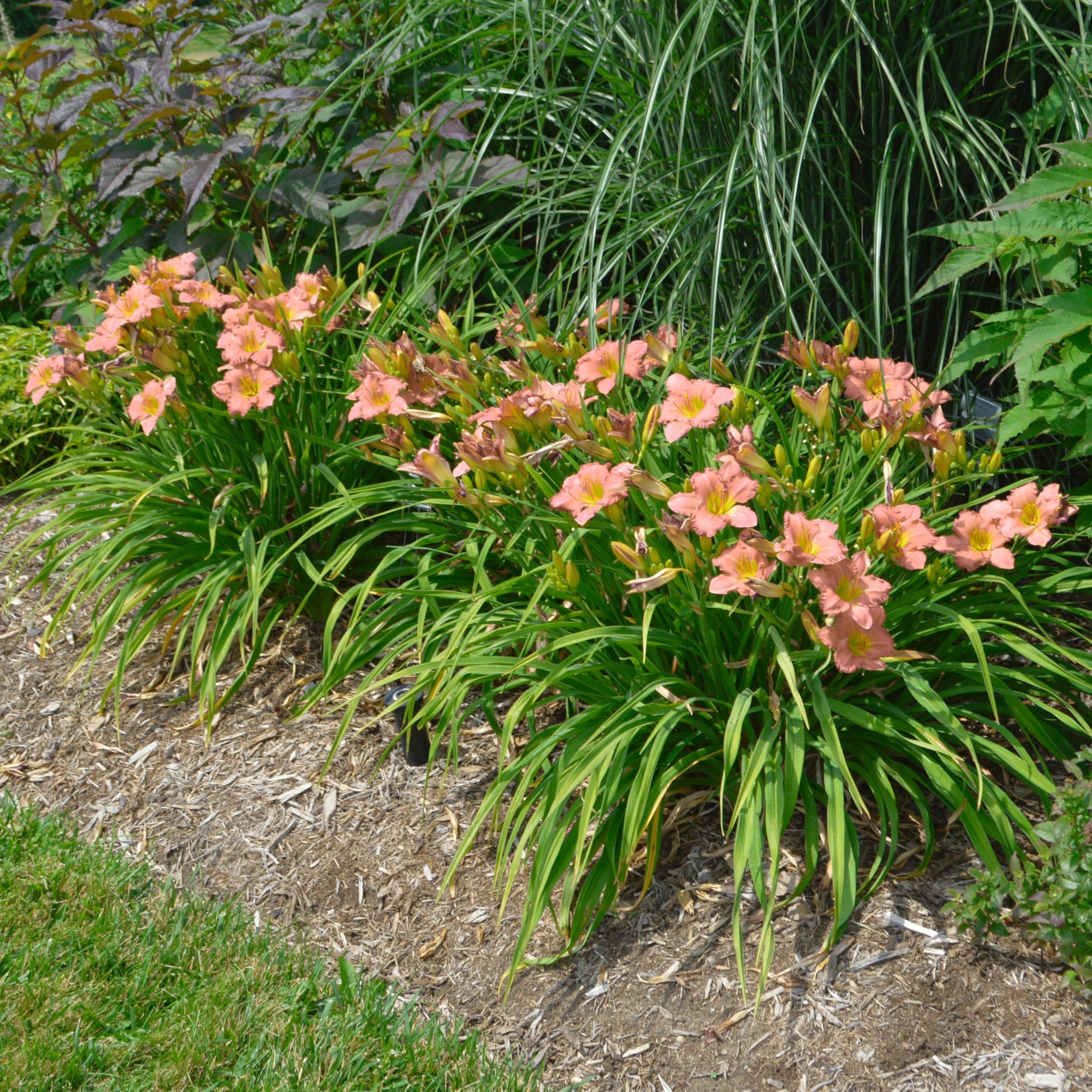 National Plant Network LW1984 perennials - View #2