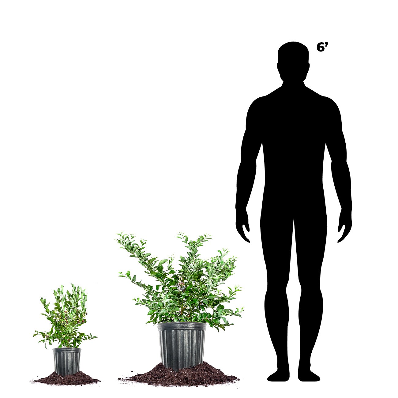 Perfect Plants LOTIFBLUE3G shrubs - View #5