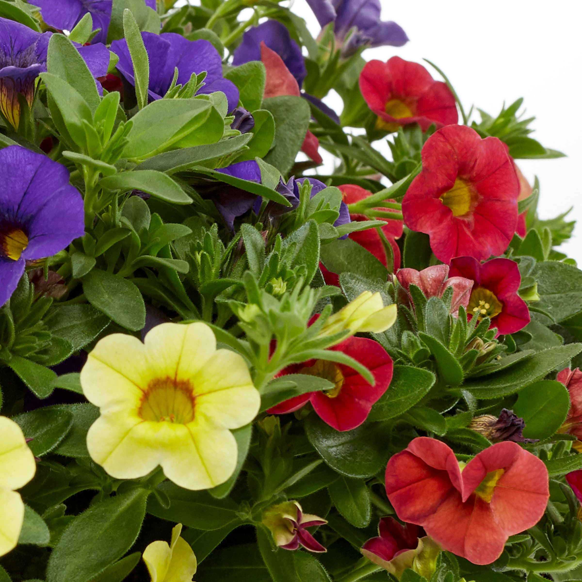Monrovia 411857 annuals - View #8