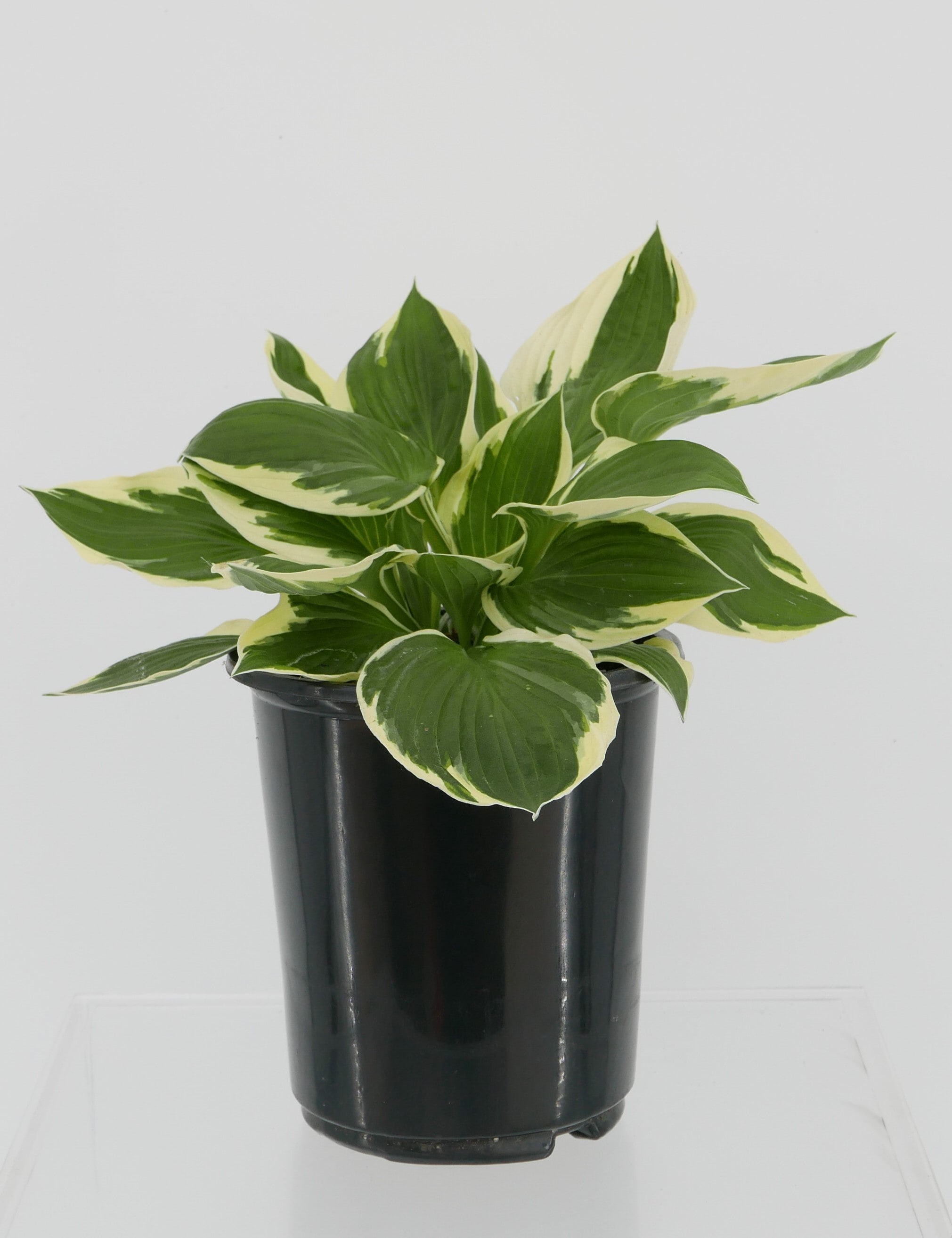  1066 White Hosta Patriot Plant in -Quart Pot 1.0 -Pack