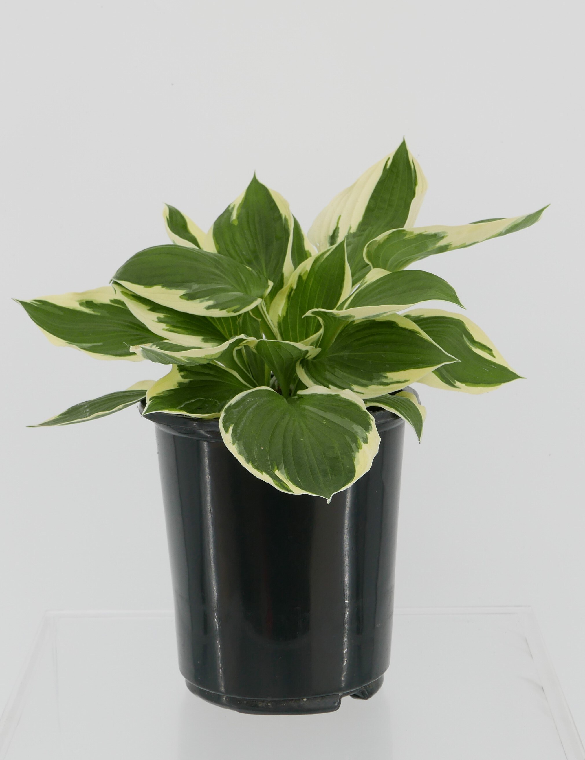 White Hosta Patriot Plant in -Quart Pot 1.0 -Pack