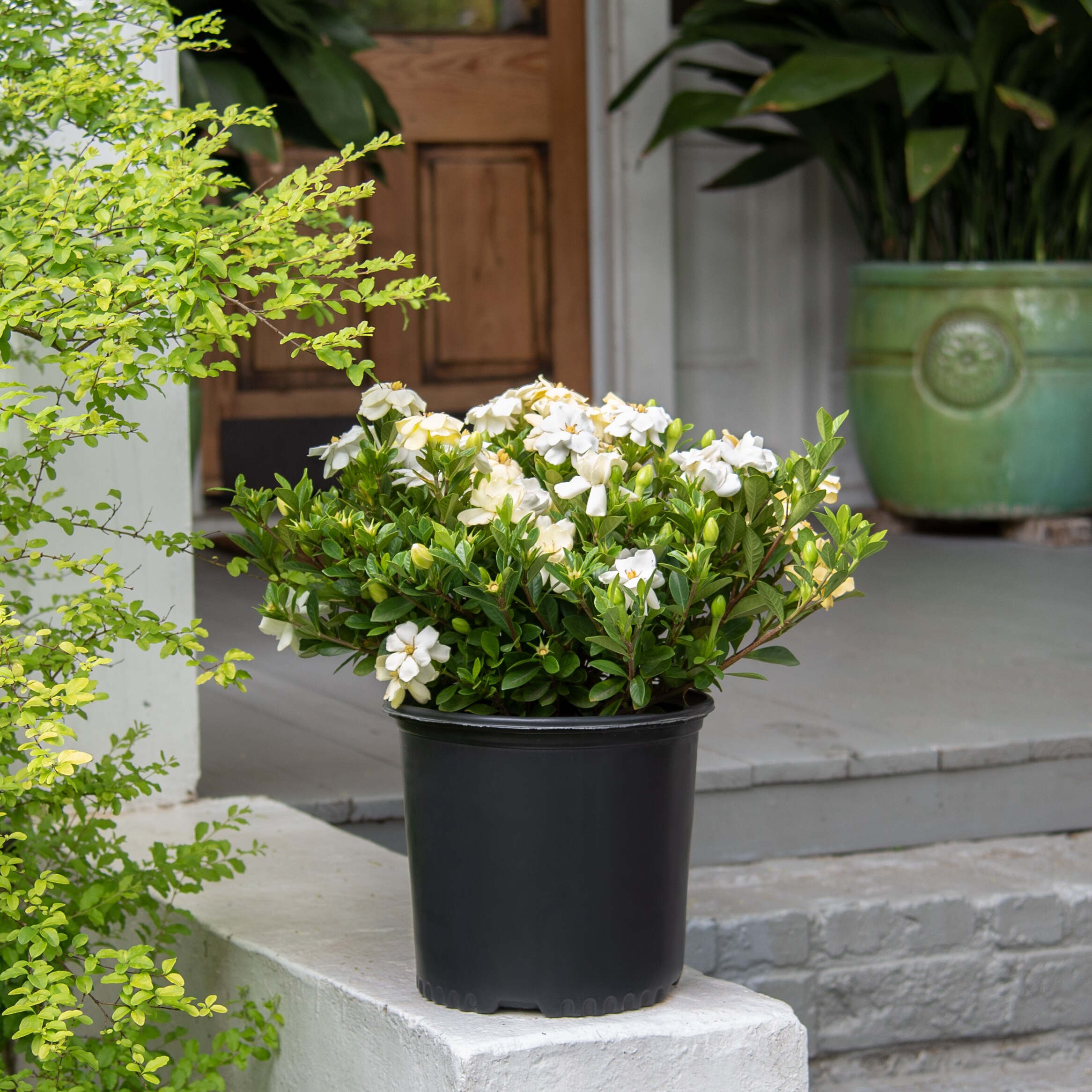 National Plant Network LW7496 Gardenia Radican Flowering Shrub in 2.25 -Gallon Pot 1 -Pack with White Blooms