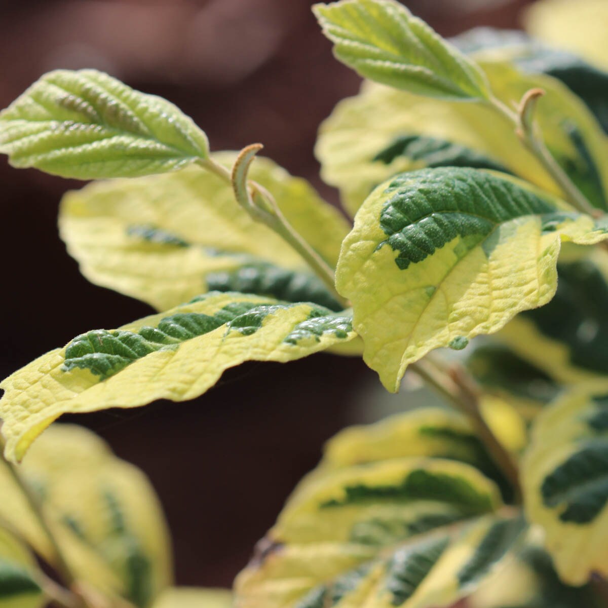 Spring Hill Nurseries 64299 shrubs - View #4