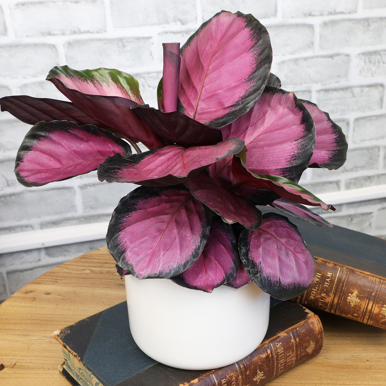 Calathea Roseopicta Purple Rose in Black Plastic Planter