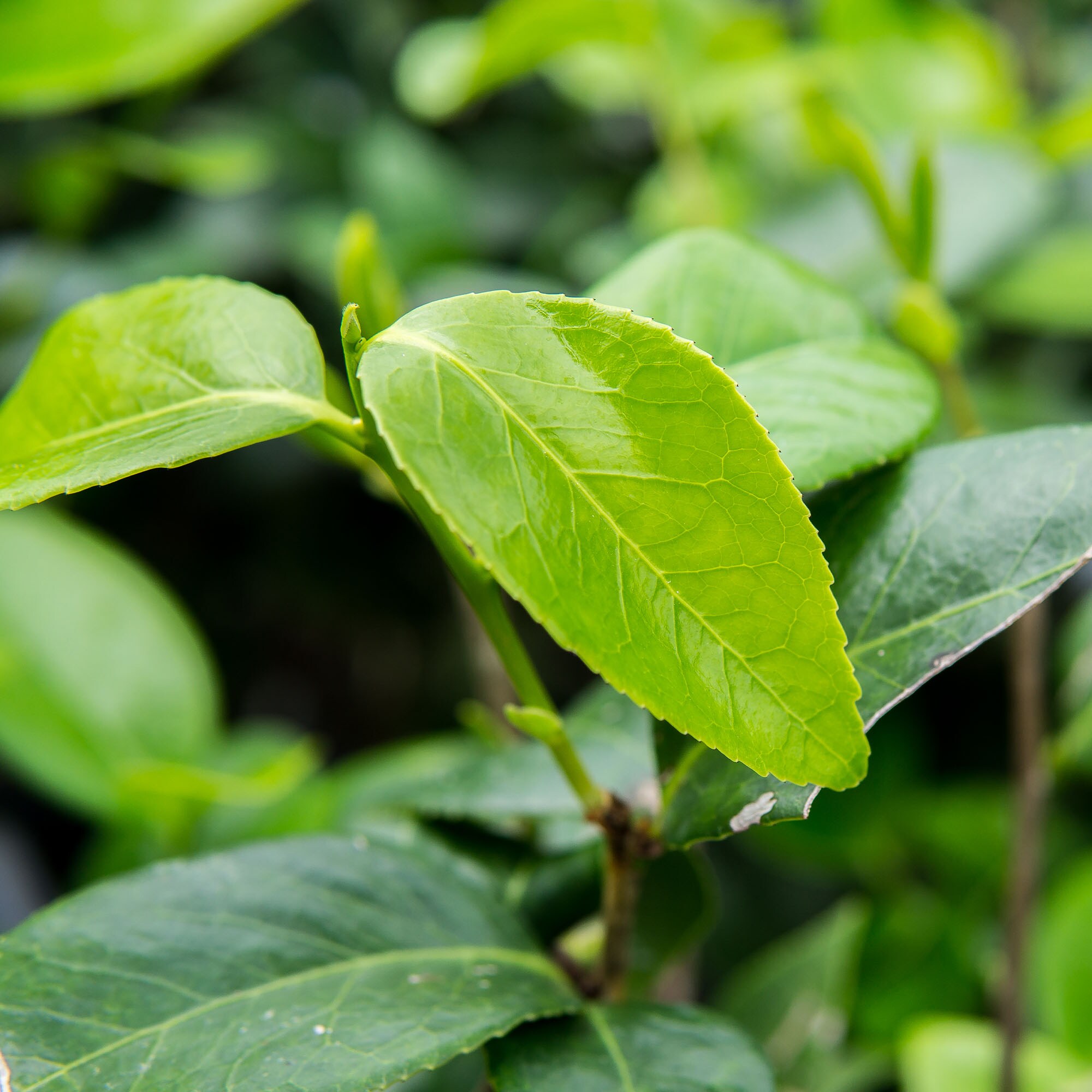 Perfect Plants LOPNKPRFCTNCAMELIA1G shrubs - View #4