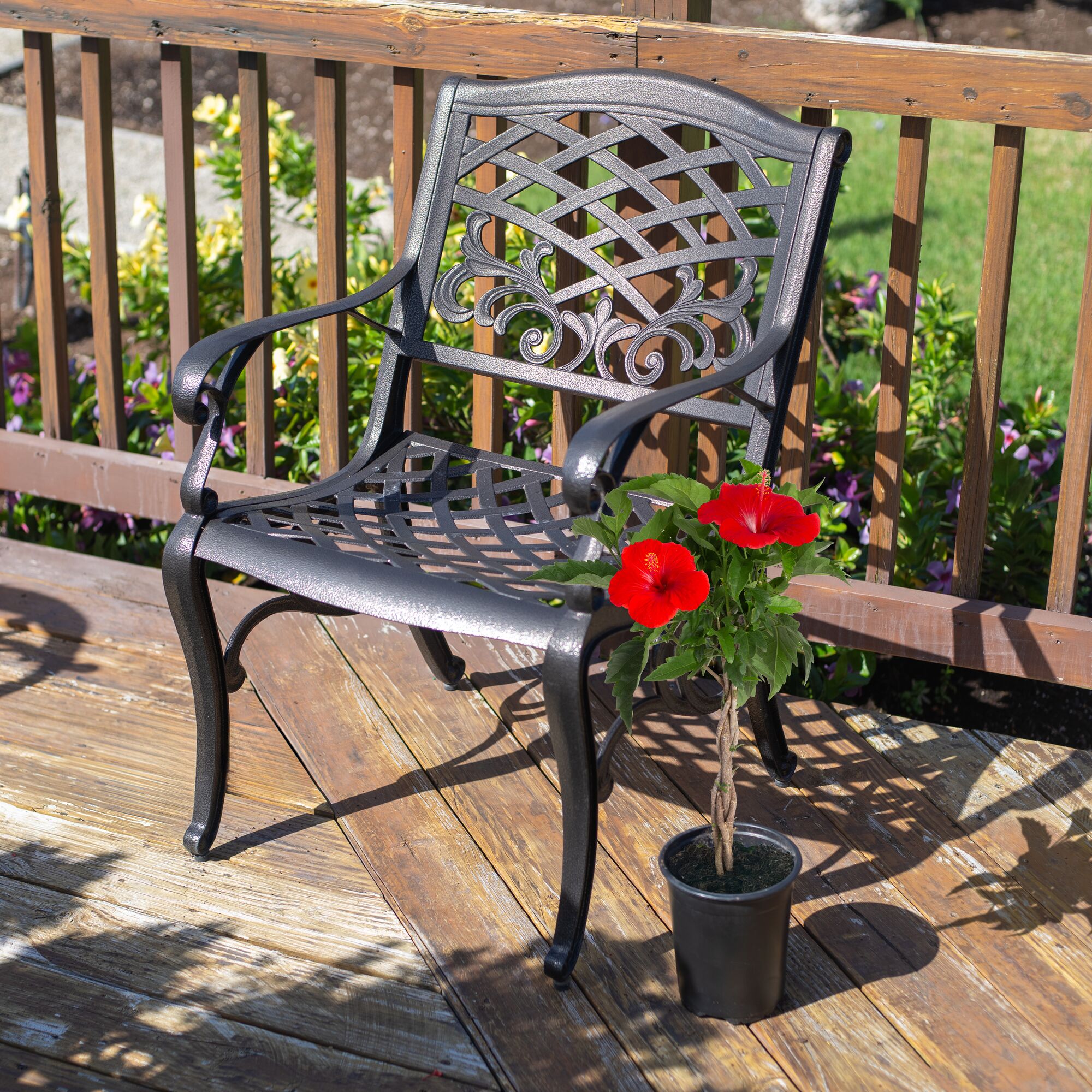 Costa Farms M-HBB-G-POT-01-LW shrubs - View #3