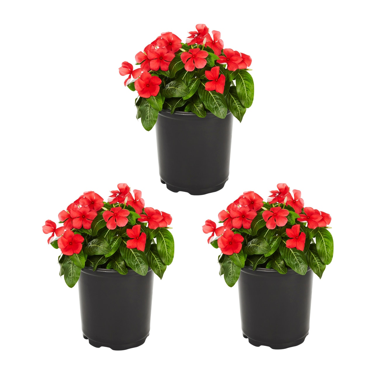 Metrolina Greenhouses 5034 Red Vinca in 2 Quart(s) Pot 3 -Pack