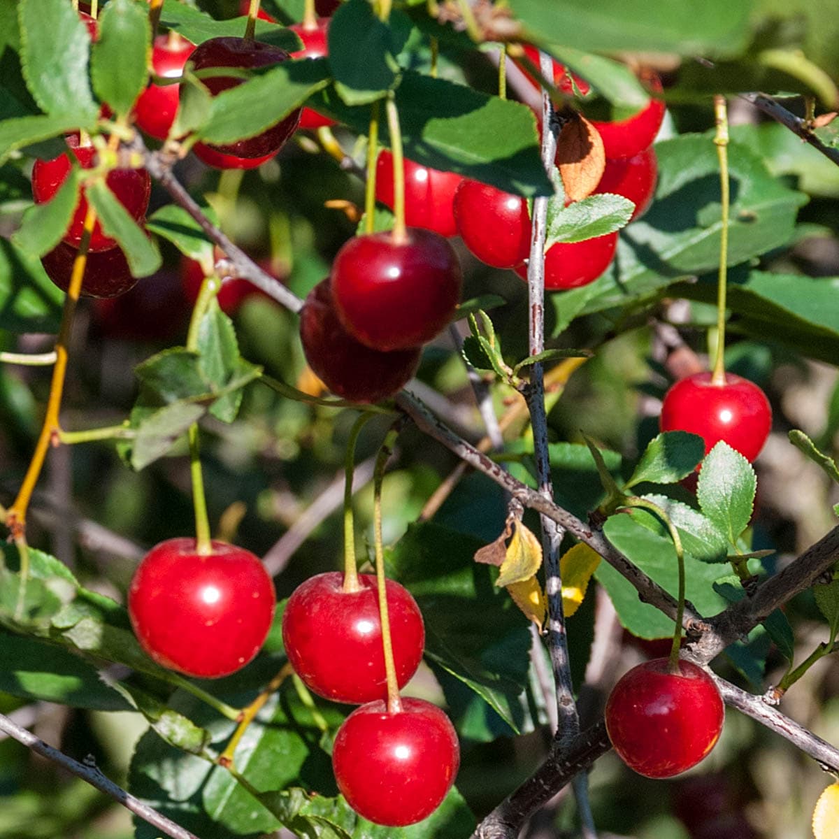 Wowza Dwarf Bush Cherry Fruit Plants at Lowes.com