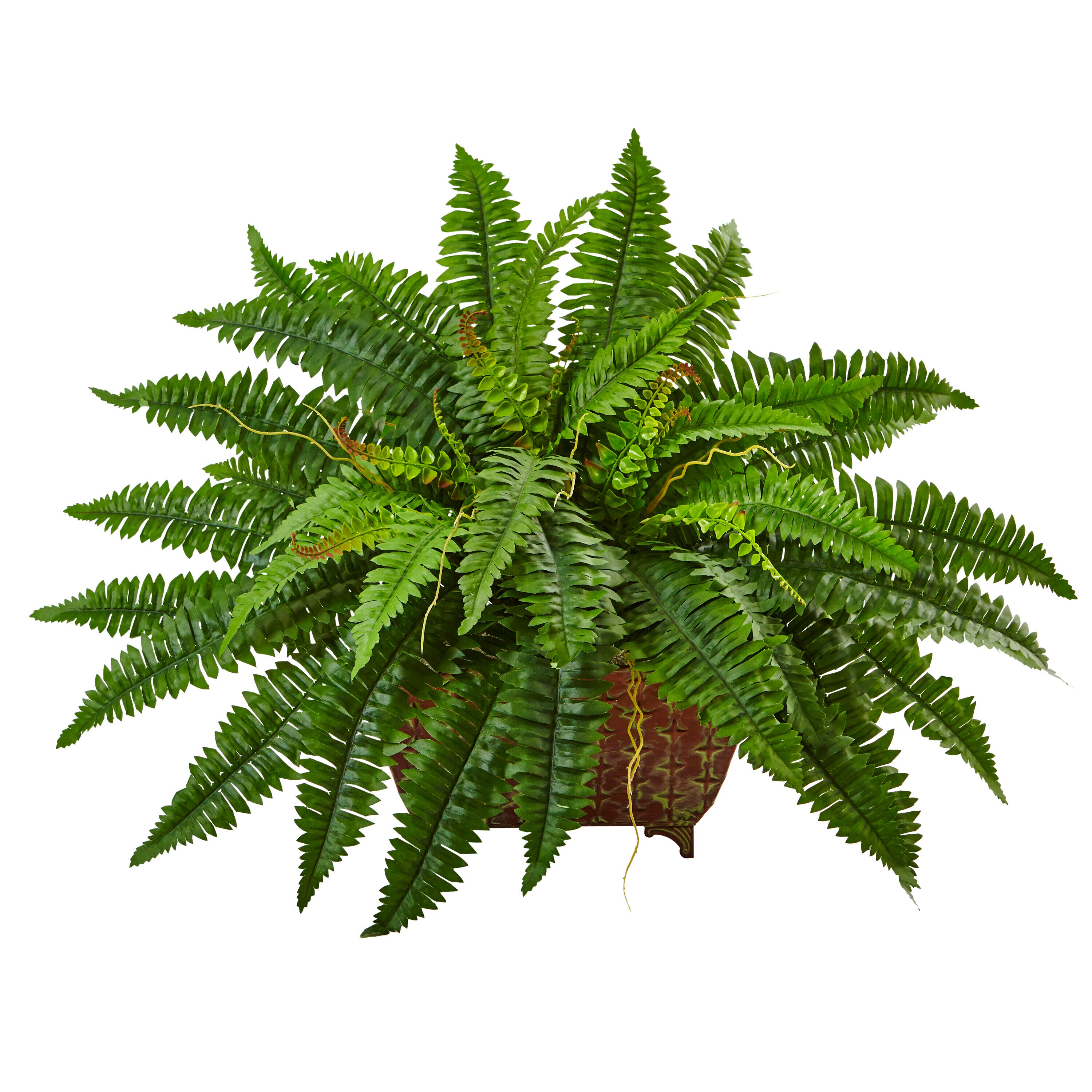 Boston Fern in Metallic Planter