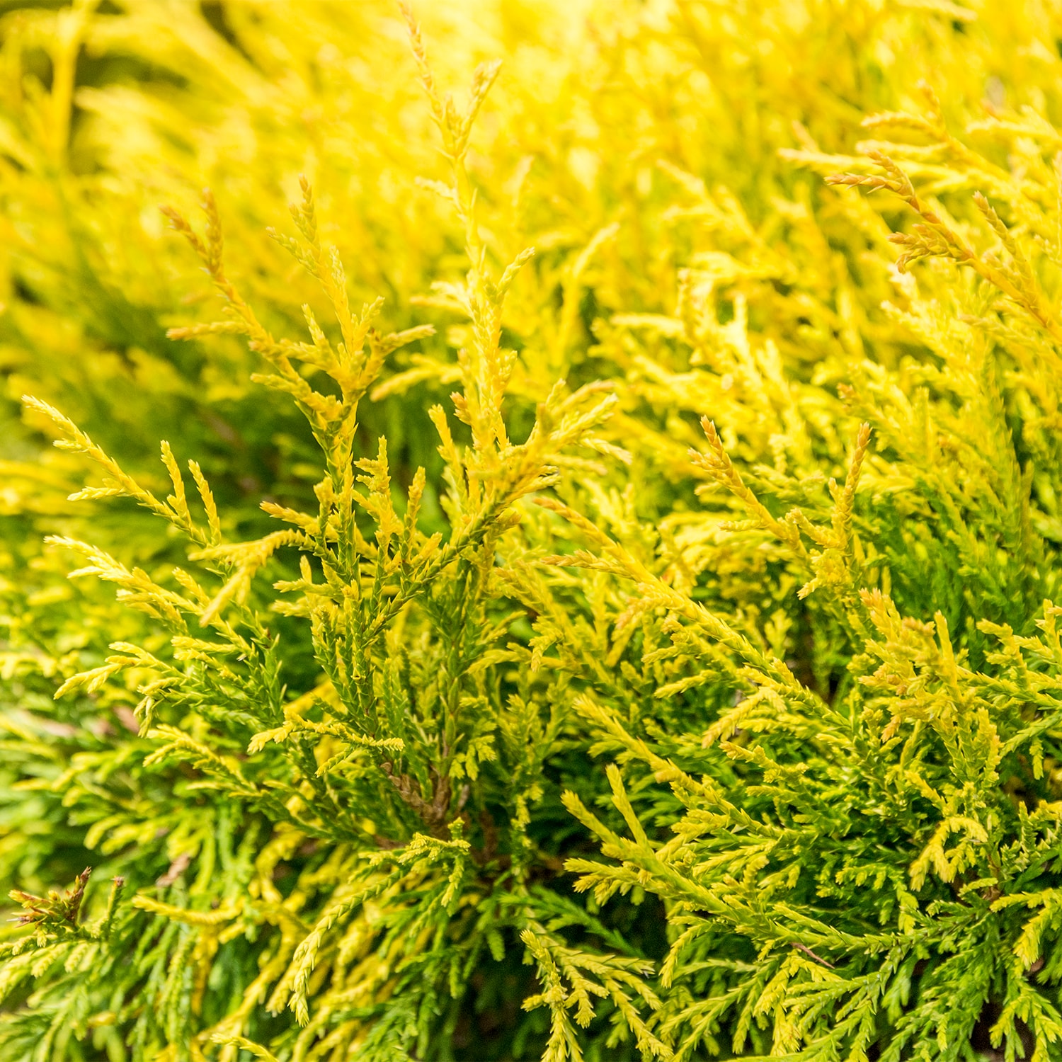 Spring Hill Nurseries Sungold Falsecypress Evergreen Foundation/Hedge ...