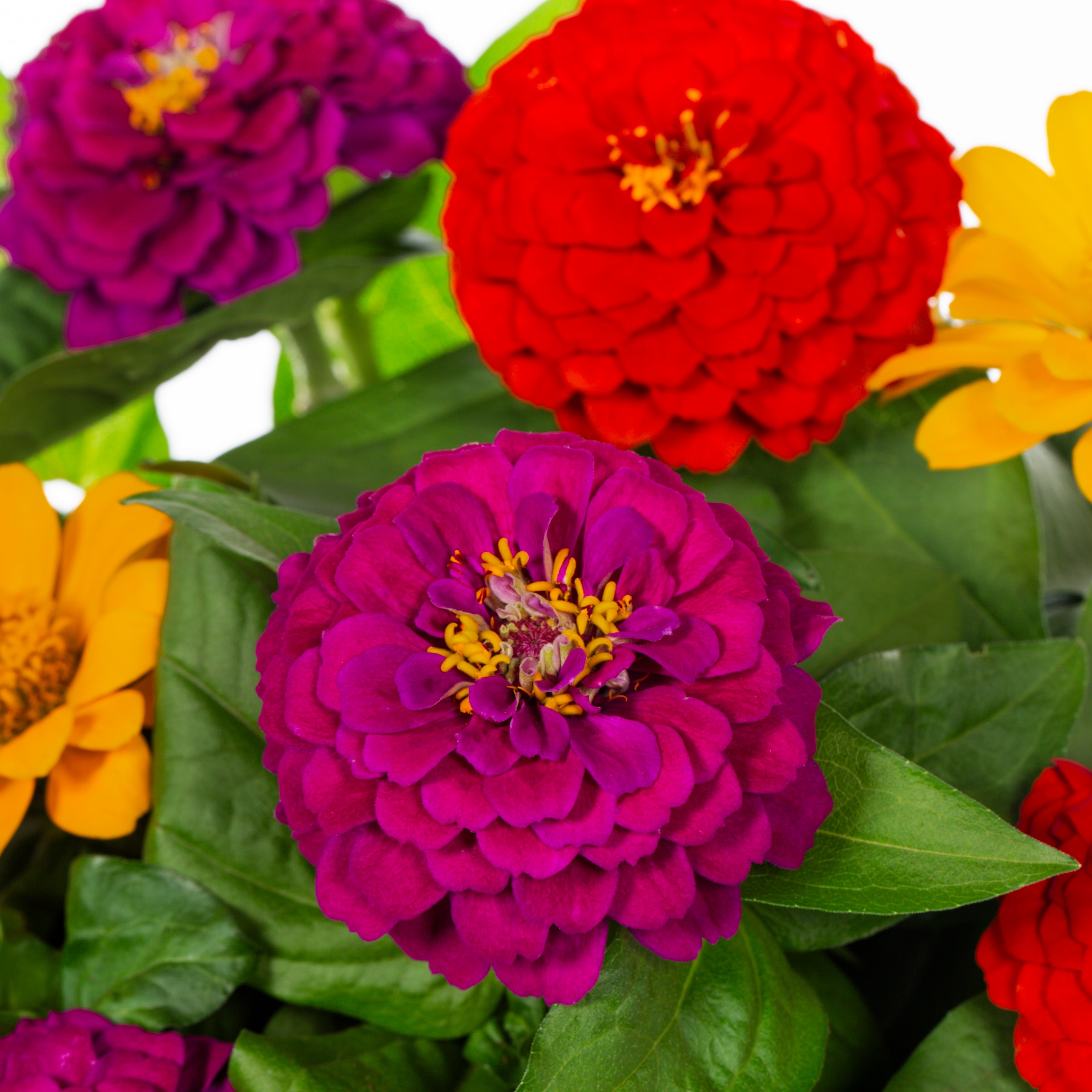 Lowe's NURSERY annuals - View #2