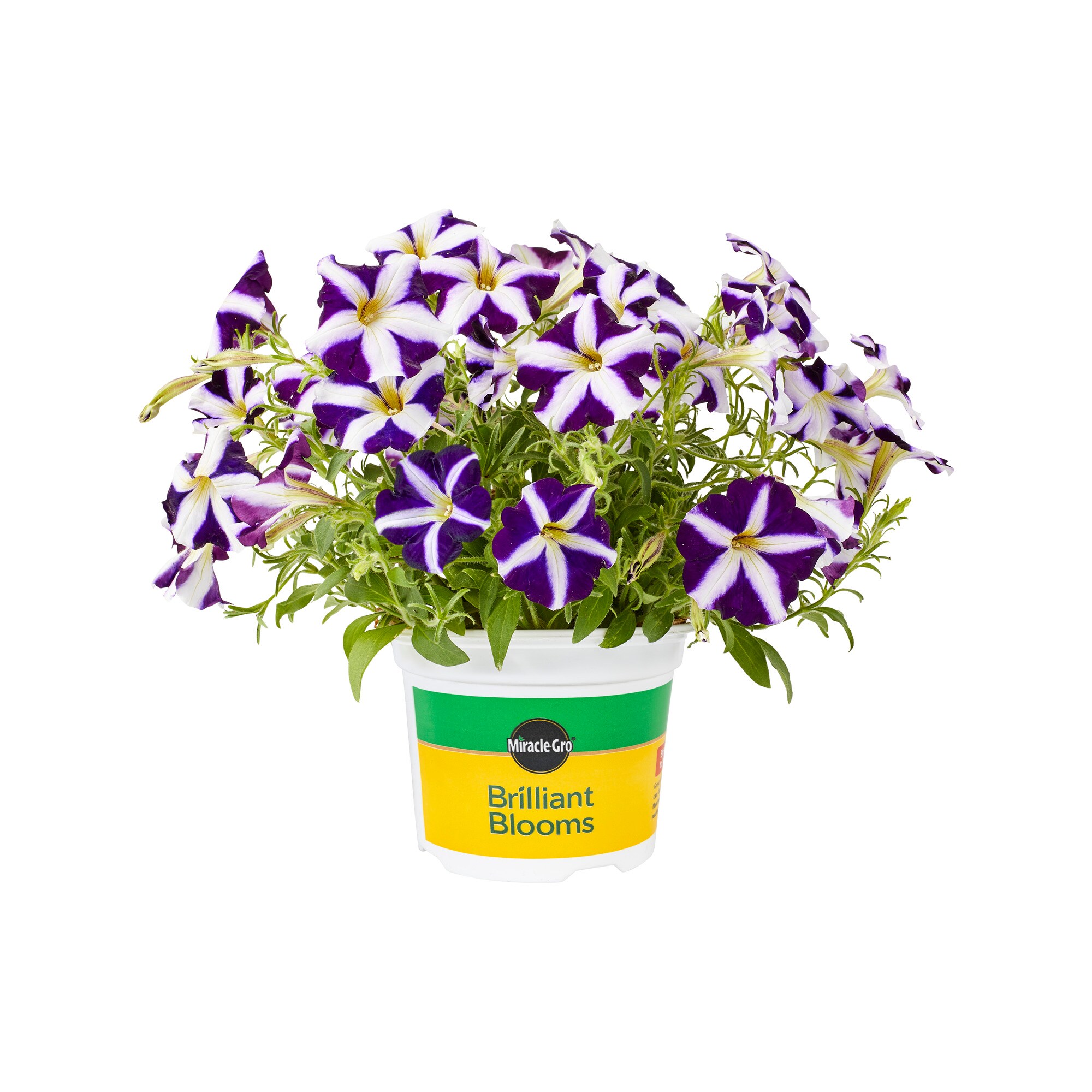 Miracle-Gro 203429 Multicolor Brilliant Blooms Purple and White Petunia in 25-oz Pot