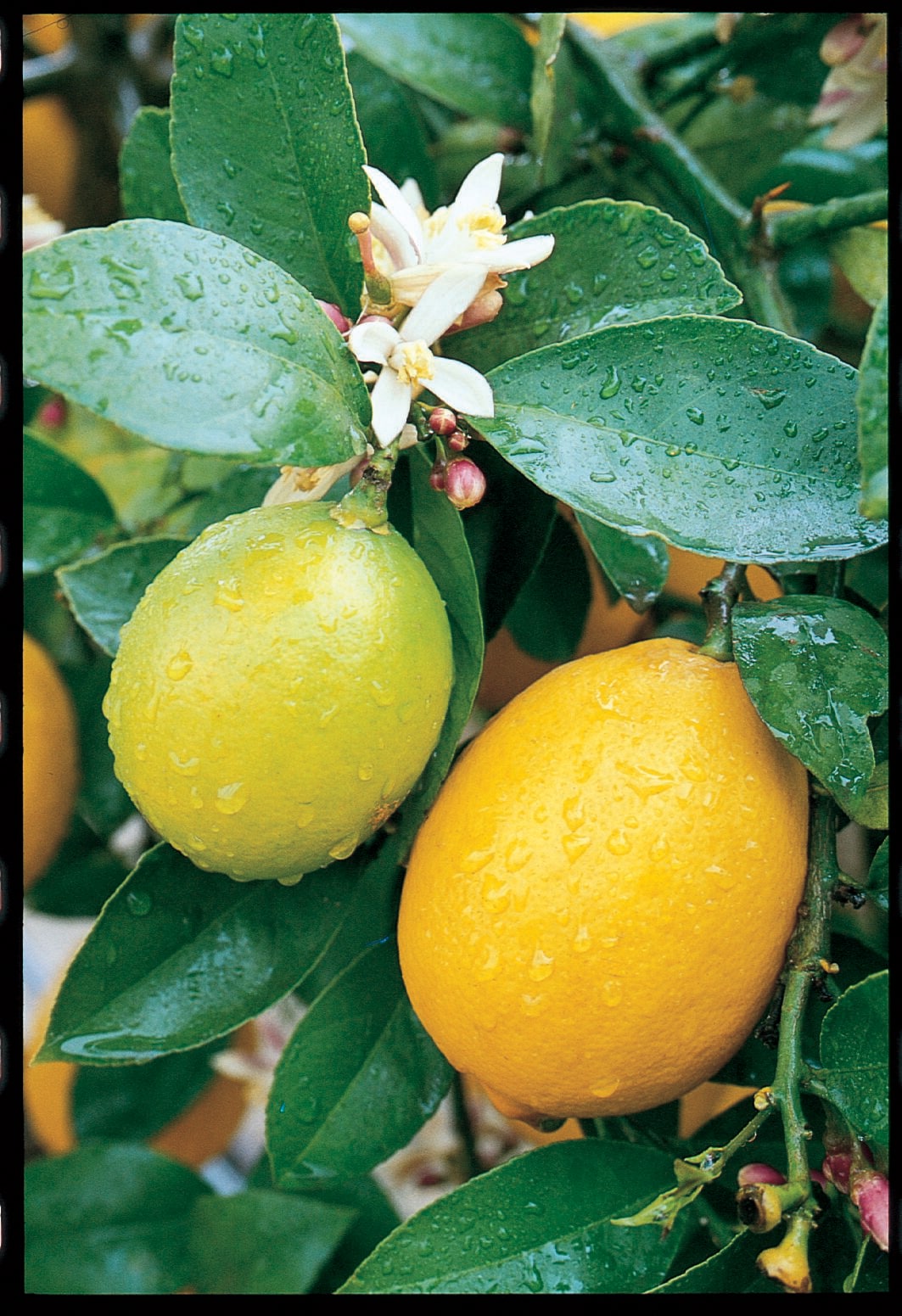 Lowe's 5228596 5 -Gallon White Fruit Lemon Espalier In pot (with soil)