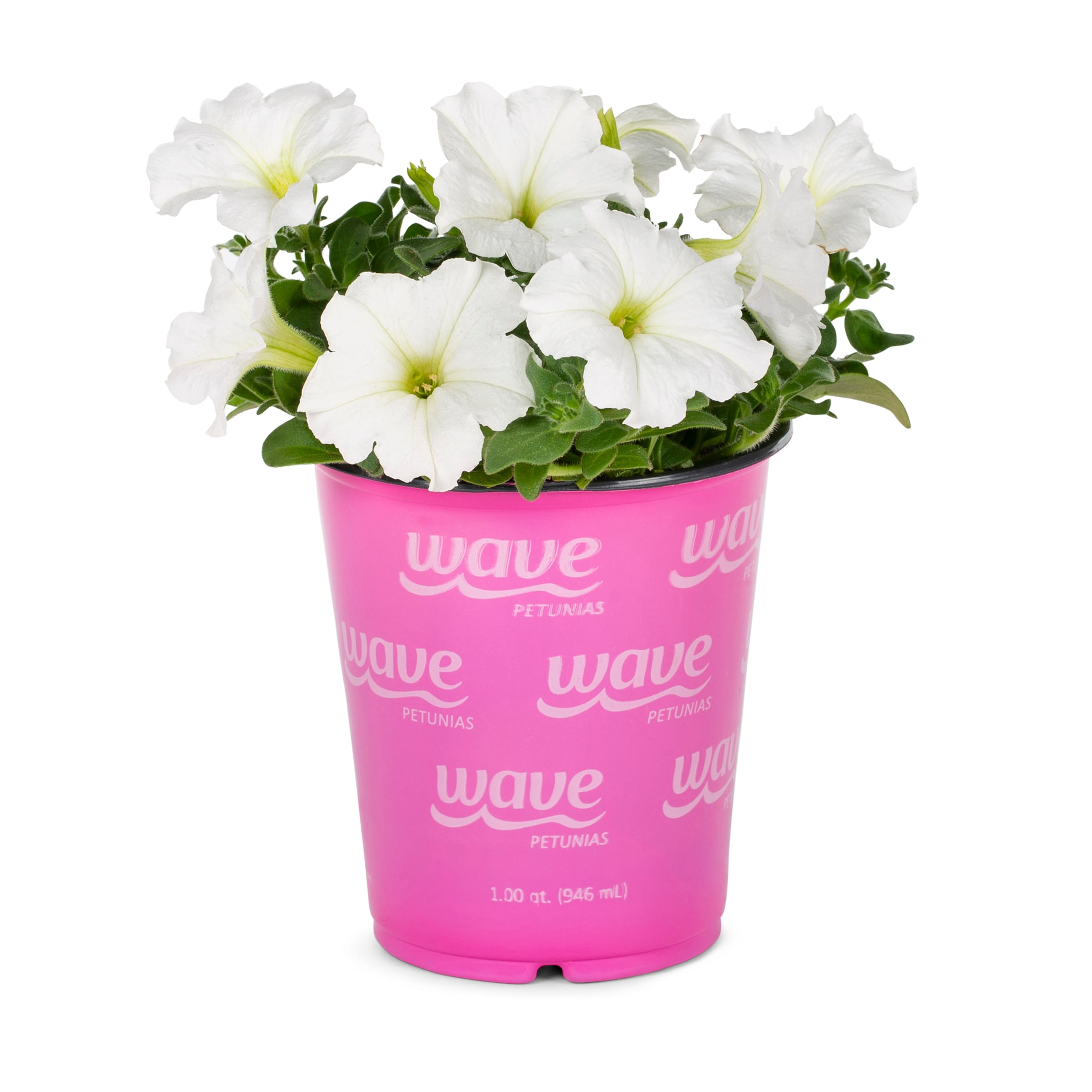 Lowe's 998704 annuals - View #3