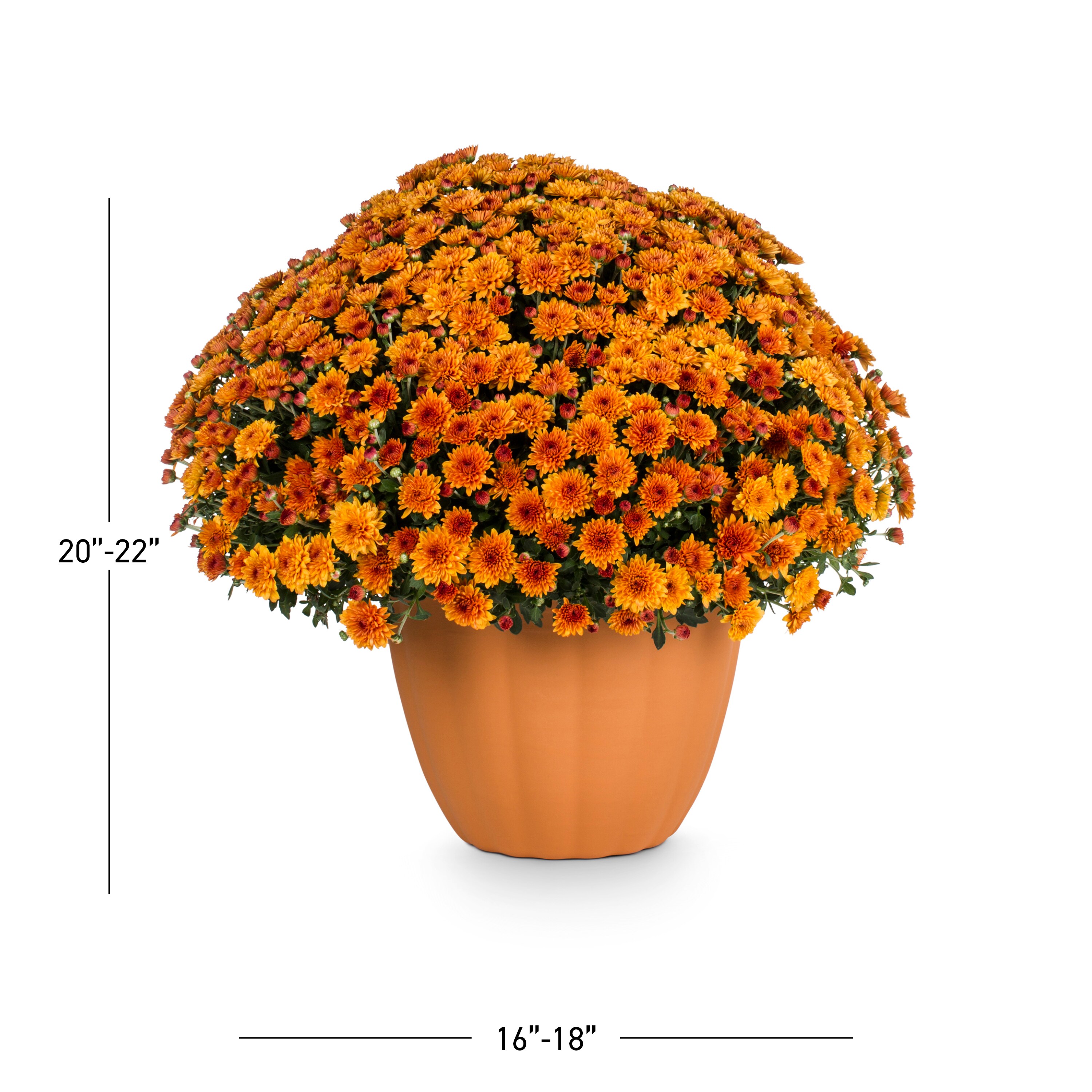 Lowe's NURSERY annuals - View #3