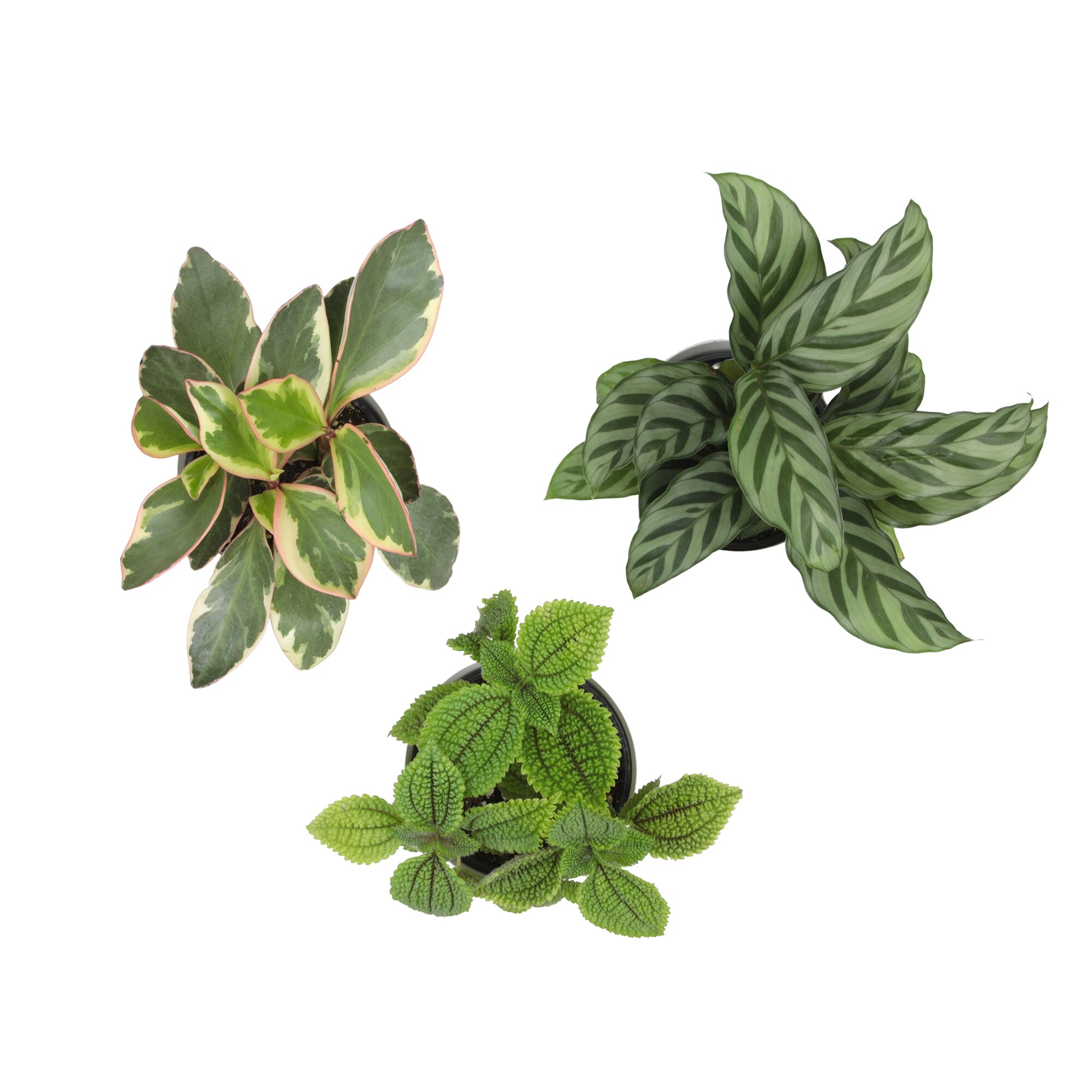 Altman Plants 0873469 hseplants - View #9