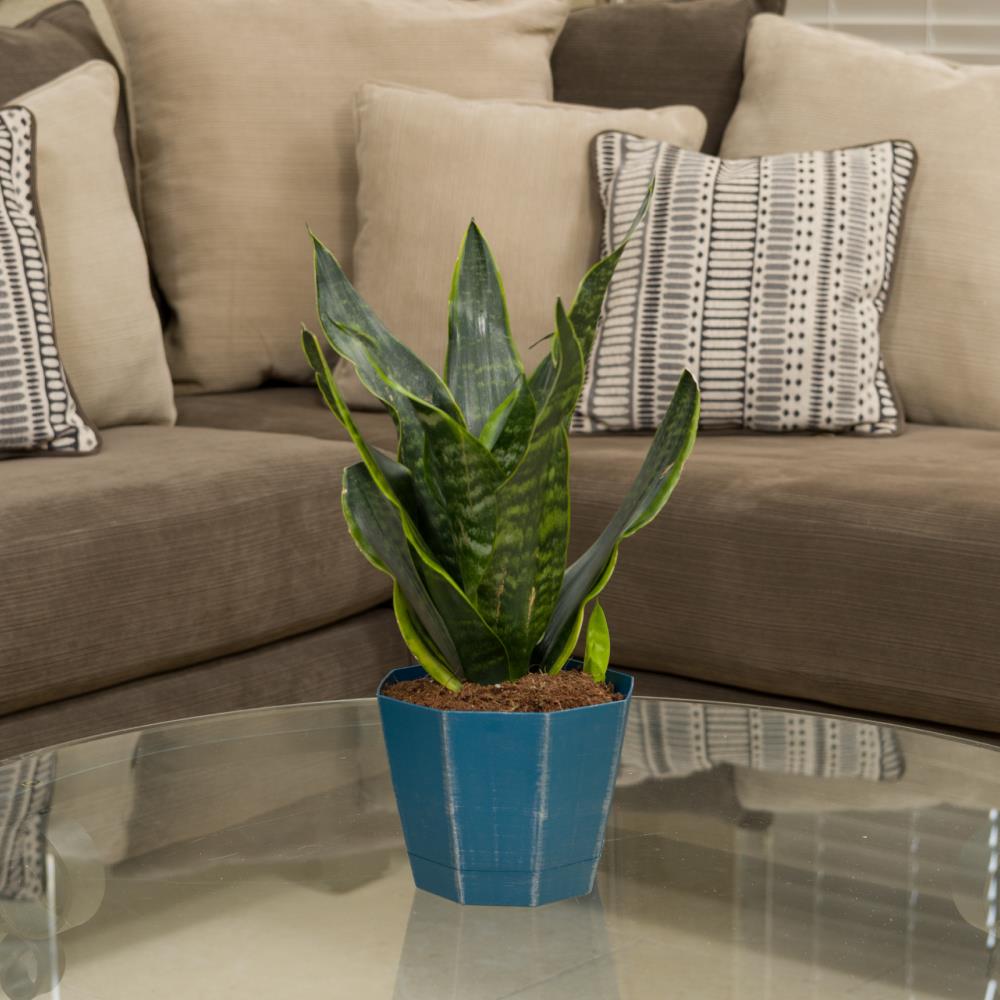 Lowe's 383134 hseplants - View #2