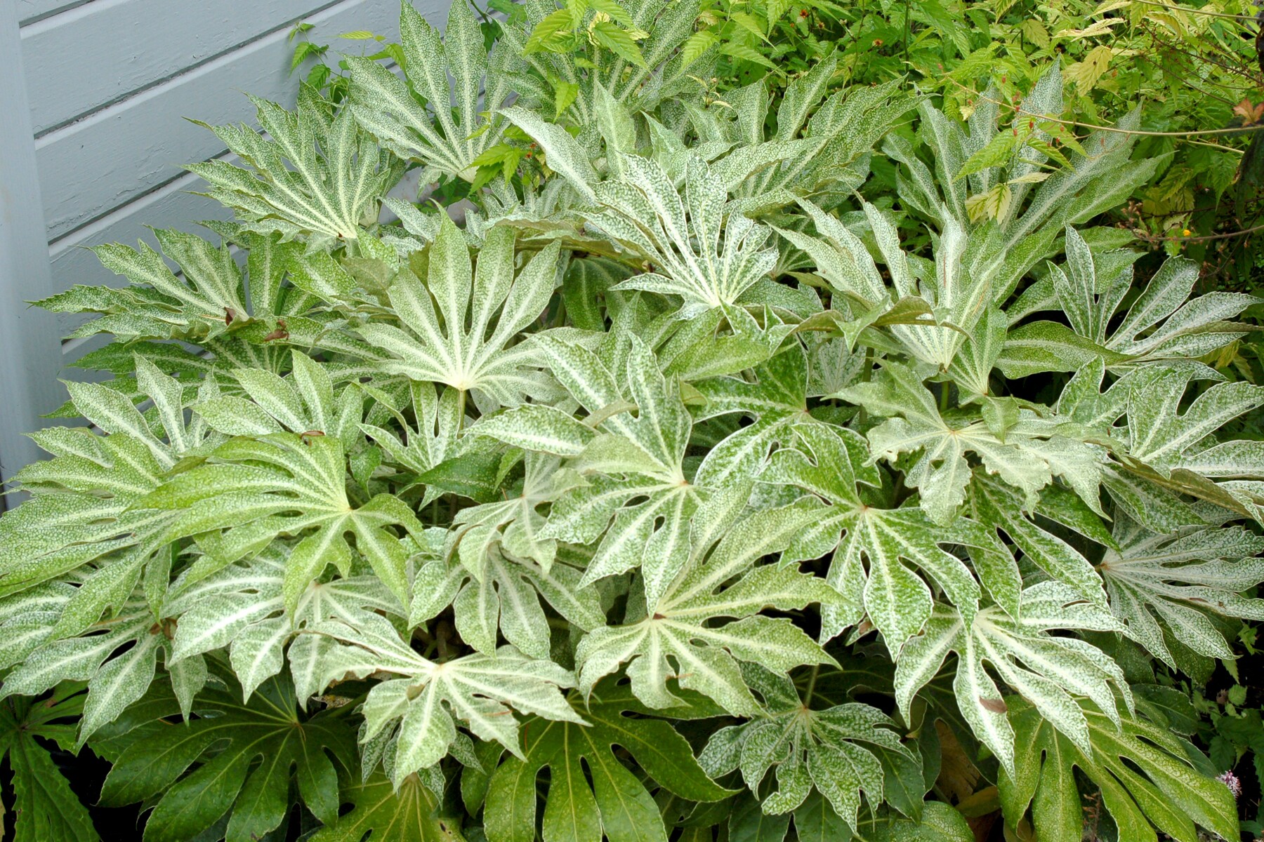 National Plant Network LW3051 hseplants - View #6