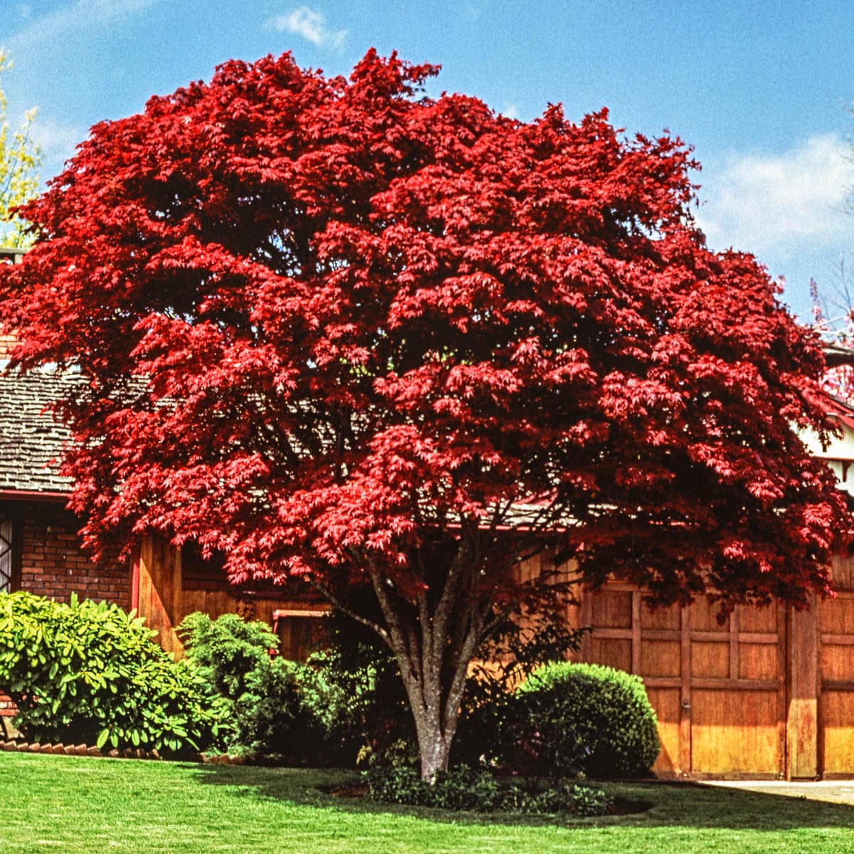 Gurney's Seed and Nursery Feature Red Leaf Japanese Maple Starter Tree in the Trees department at Lowes.com