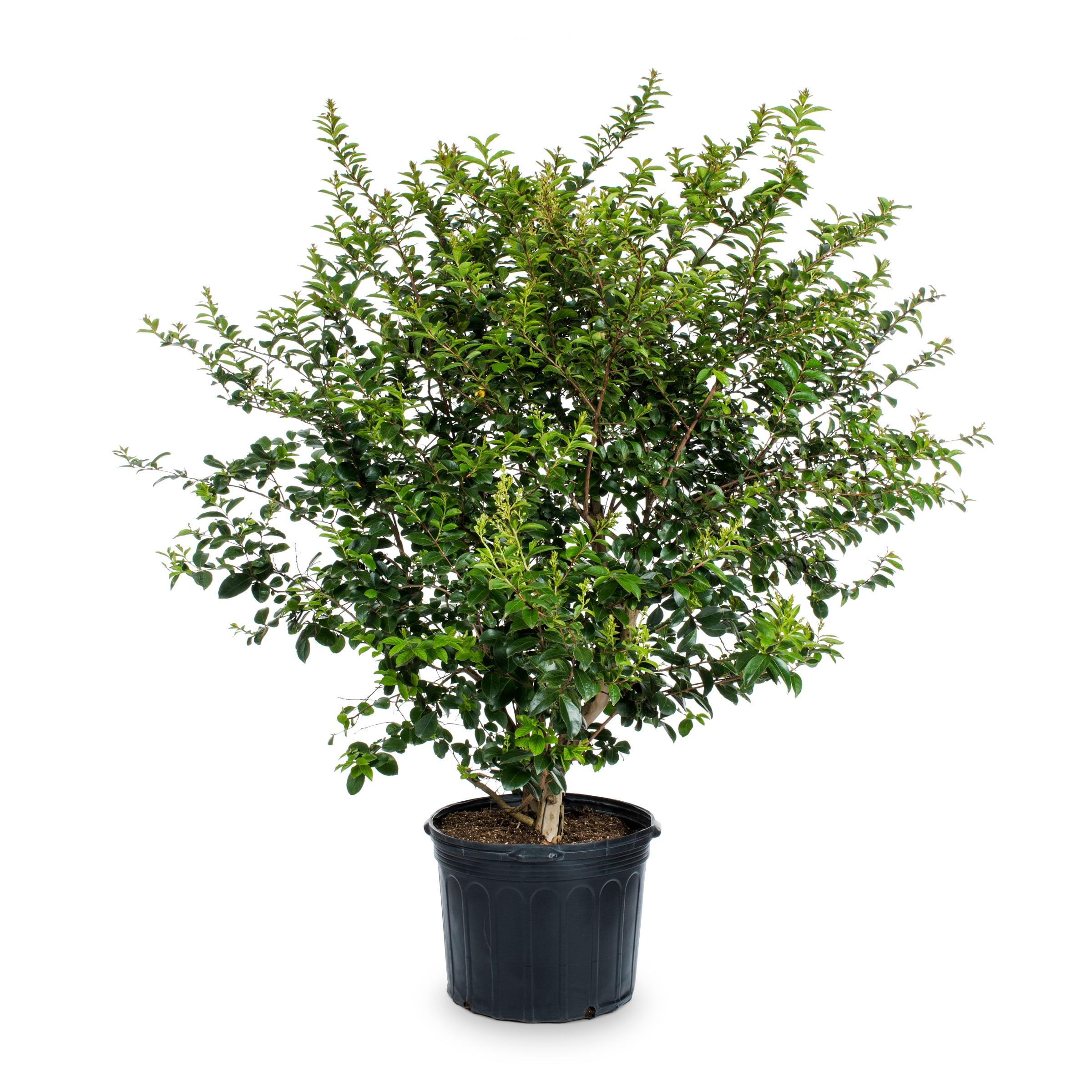 Lowe's Pink Crape Myrtle Flowering Shrub in 6.08-Gallon Pot in the ...