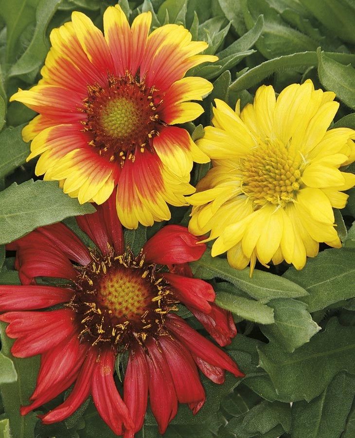 Blanket discount flower size