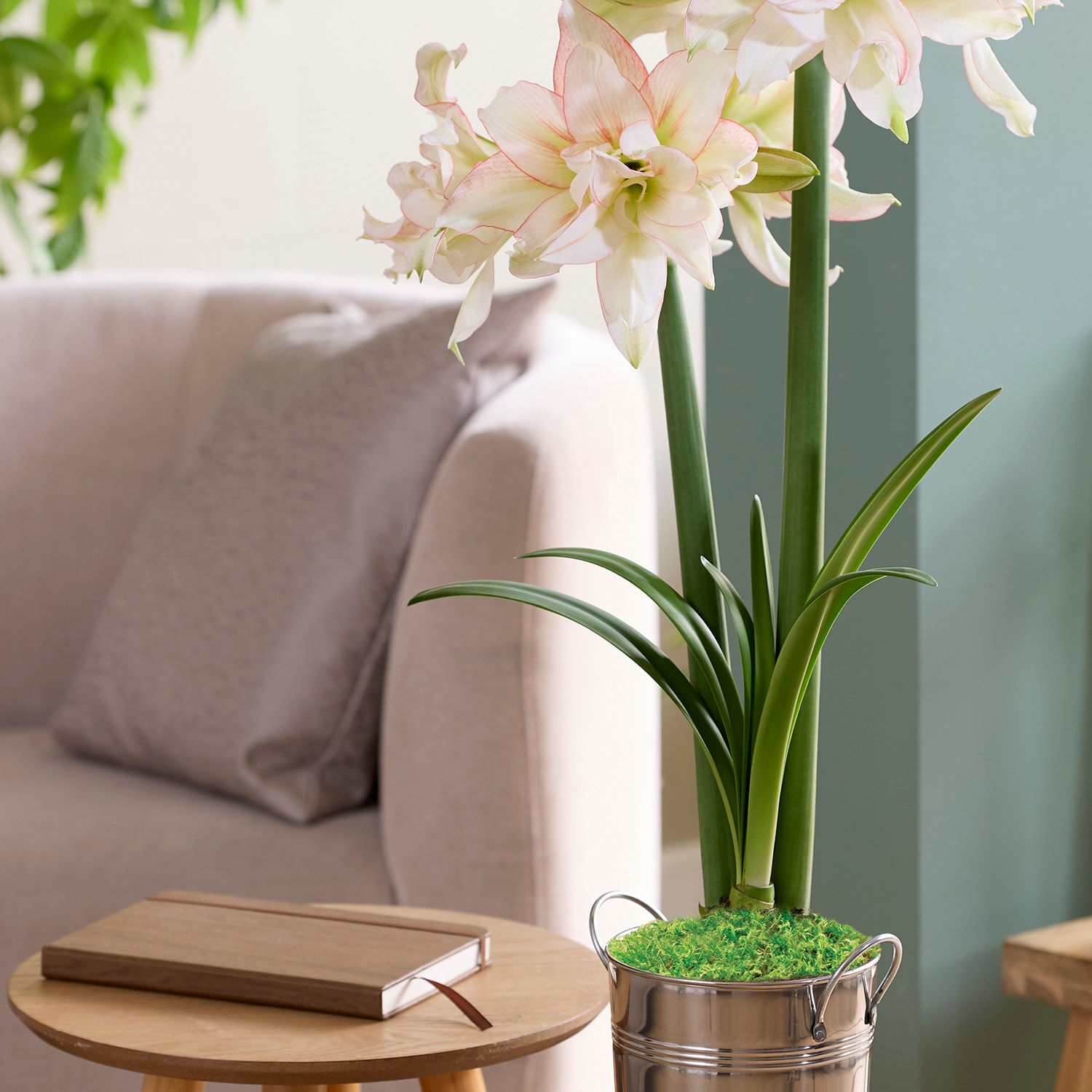 Van Zyverden 88419 Plant-Bulbs - View #3