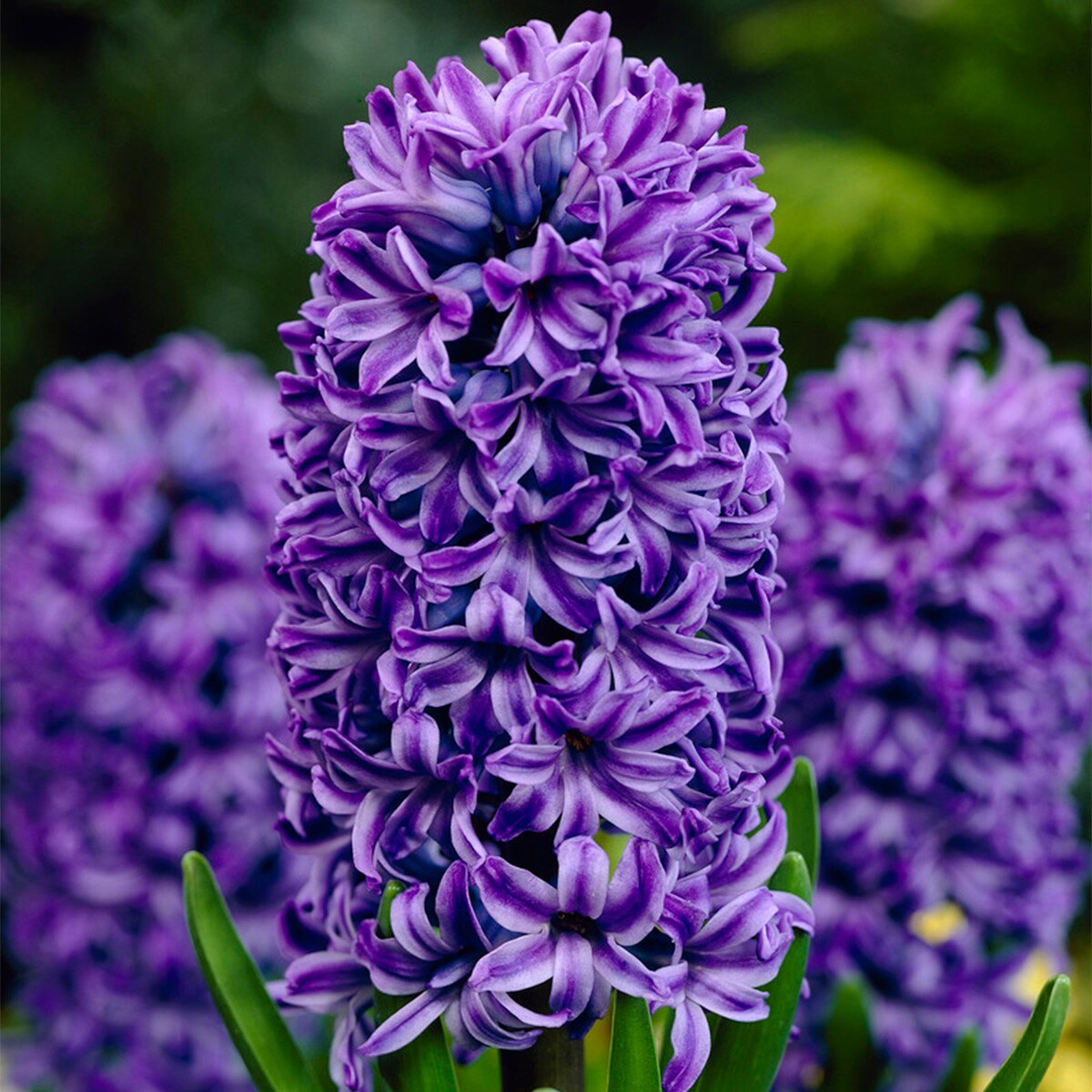 Van Zyverden 87064 Blue Hyacinths Atlantic Set of 10 Bulbs Bulbs 10 Count